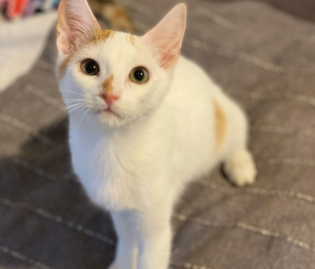 Happy Friday from some of mama Nori’s babies: GIUSEPPE, ROWINA and DARIA. They’ll be ready for adoption in a few weeks. They are sweet and fun kids! About 4 months old. 

omalleyalleycatrescue.com