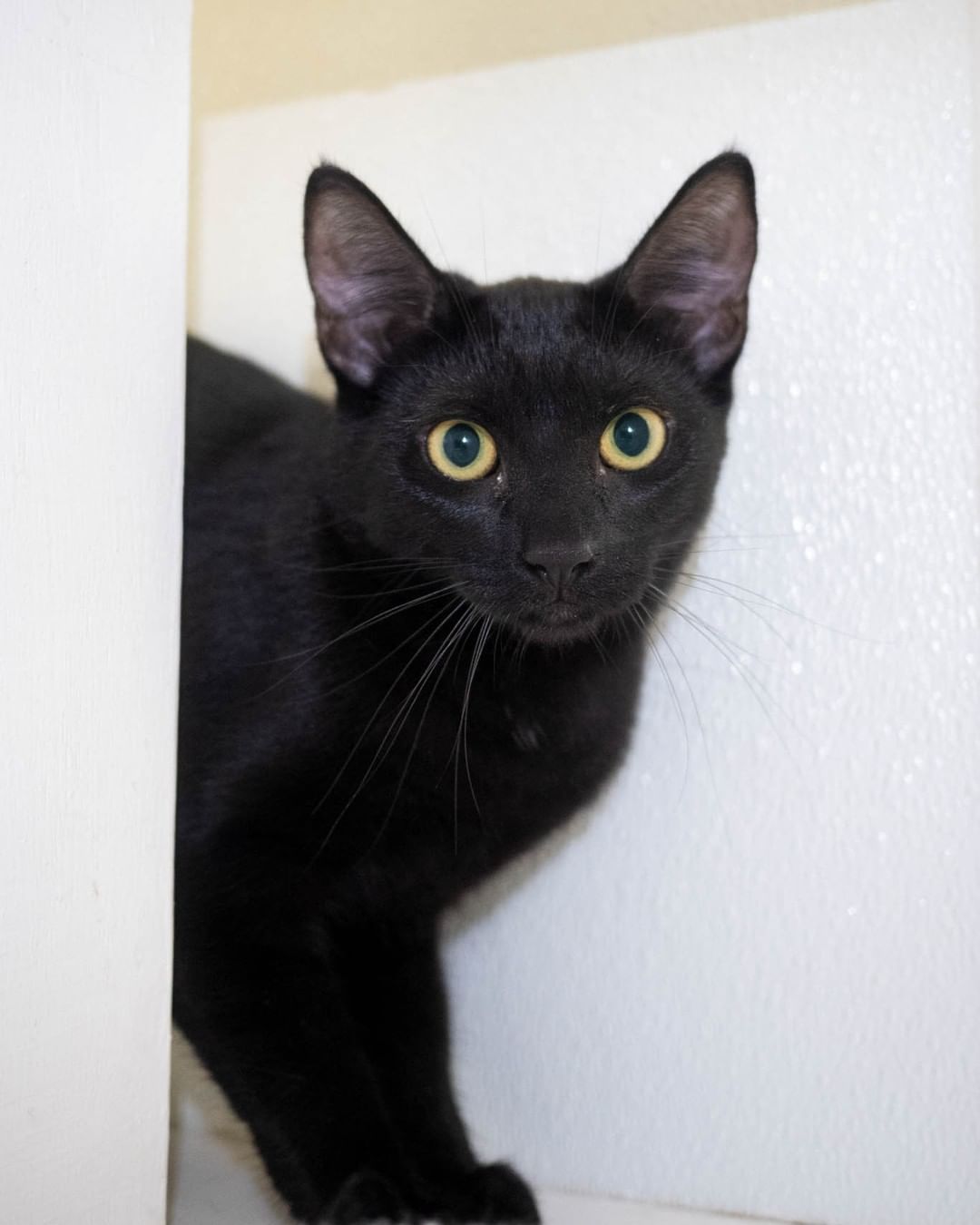 This week we’re giving a shout out to @catmanofwestoakland and @felinefellow! When bonded pair Lavinia and Lenora trapped themselves in our walls, Adam and Andrew came to the rescue. With quick thinking (and an emergency ladder), we were able to get the pair out of their precarious hiding spot and back to the safety of the Cat Zone. Thank you both for stepping up to help out. We appreciate you, and although Lavinia and Lenora may be too shy to admit it, they appreciate you too! <a target='_blank' href='https://www.instagram.com/explore/tags/UnsungHeroes/'>#UnsungHeroes</a> 
📸 @catmanofwestoakland 
.
.
.
<a target='_blank' href='https://www.instagram.com/explore/tags/teamworkmakesthedreamwork/'>#teamworkmakesthedreamwork</a> <a target='_blank' href='https://www.instagram.com/explore/tags/catrescue/'>#catrescue</a> <a target='_blank' href='https://www.instagram.com/explore/tags/cattownoak/'>#cattownoak</a> <a target='_blank' href='https://www.instagram.com/explore/tags/cattownoakland/'>#cattownoakland</a>