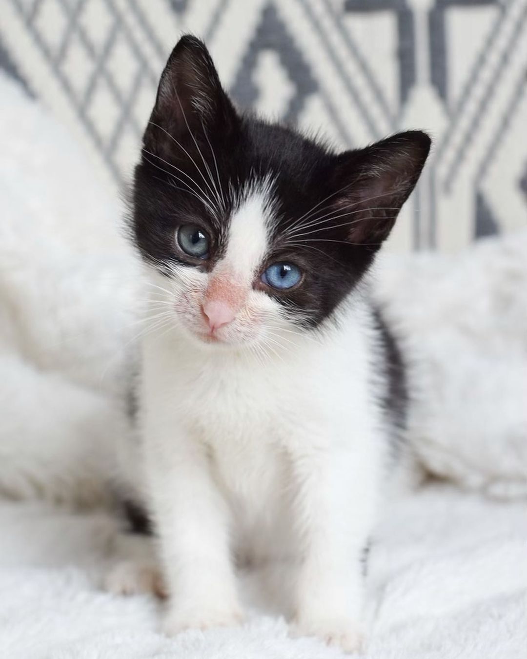 James 🍑 

Our little super model baby is thriving! Swipe to the last photo from when he first arrived covered in fleas 🤢. This sweet baby has two special different colored eyes and is going on Monday with his Siblings and Mela for a snap test and check up! 

Your donations help make this work possible. Kittens require multiple vet visits, multiple deworming, vaccines, lots of food, lots of litter and supplies, toys, surgery — and the list goes on! You can donate today on $5 Friday to help us raise $$ for their visit! 
⬇️⬇️⬇️
You can help us out by donating:
•PayPal: kittensandbarbellsnyc@gmail.com (friends and family option) 
•VENMO: kittensandbarbells_ 
•Sending a @chewy gift card to us at kittensandbarbellsnyc@gmail.com ⬅️