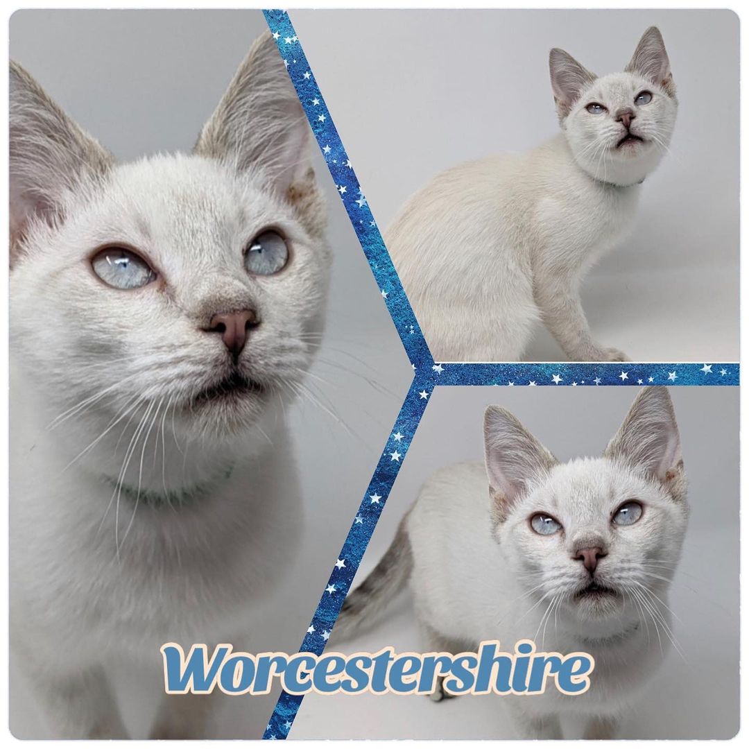 💙ADOPTED💙

WORCESTERSHIRE is an adorable 3 month old male LYNX POINT SIAMESE. He is neutered, has his claws, is up to date on his shots, dewormed, tested negative for FeLV/FIV, and microchipped.

This little man is the absolute sweetest! He loves to be around his people and he instantly starts purring when he’s getting some loving. He is your typical Siamese, active, playful and friendly. He is great with other cats. He is good with kids, but would probably be too wild for young kids. He has had minimal exposure to dogs, but he should be fine with a friendly, respectful dog after a slow introduction.

Worcestershire would do best in a home with another young kitty to keep her busy, or better yet, with one of his siblings. He does well with using her litter box. This lovely man will make a wonderful new addition! 

FOSTERED IN GREENFIELD, WI