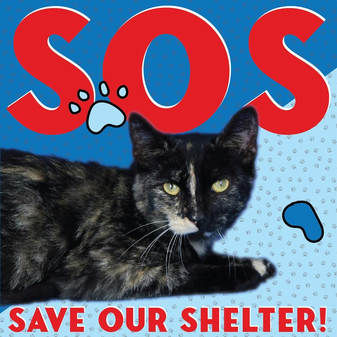 We need your help to Save Our Shelter! By donating as a Paw Partner, you are helping TLHS give our animals the best chance at life. Your donations go towards food, shelter, veterinary care and emergencies for our animals. To donate and help support all we do visit our website.⠀
⠀
<a target='_blank' href='https://www.instagram.com/explore/tags/TLHS/'>#TLHS</a> <a target='_blank' href='https://www.instagram.com/explore/tags/SaveOurShelter/'>#SaveOurShelter</a> <a target='_blank' href='https://www.instagram.com/explore/tags/SOS/'>#SOS</a> <a target='_blank' href='https://www.instagram.com/explore/tags/PawPartner/'>#PawPartner</a>⠀