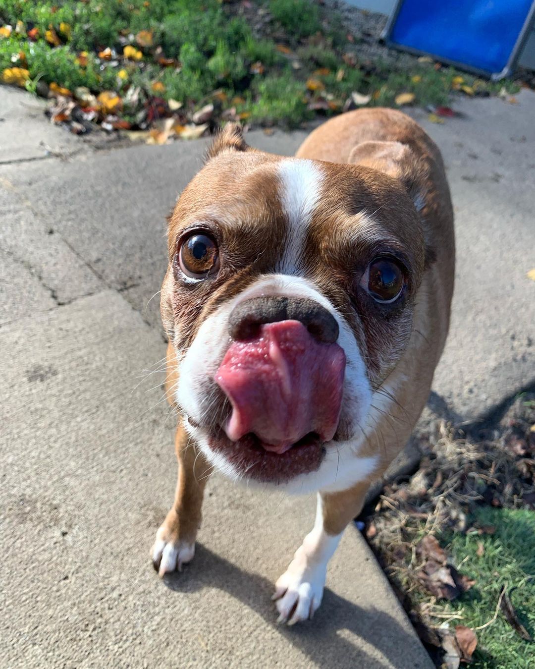 Happy <a target='_blank' href='https://www.instagram.com/explore/tags/tongueouttuesday/'>#tongueouttuesday</a> from Monkey! 👅