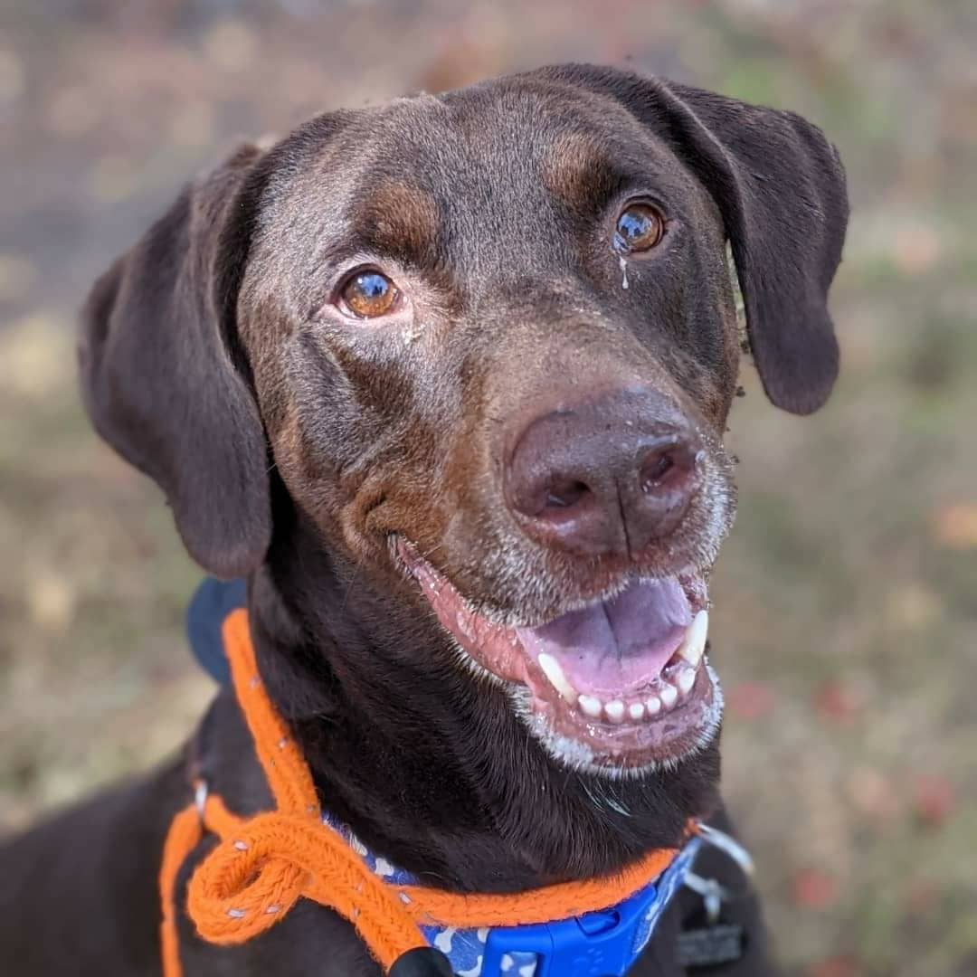 Continuing with our celebration of National Adopt a Senior Pet Month, we'd like to introduce you to Chucky! 🐾

Chucky was transferred in from our friends at @norfolkanimals and is a handsome 8 year old Chocolate Labrador and Doberman mix. Despite his age, Chucky hasn't showed any signs of slowing down and would love an active home with plenty of games of fetch in his future! Scroll ⬅️ to see Chucky in action. ❤️