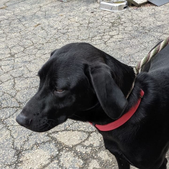 I heard my sister got her picture posted yesterday, so obviously I had to ask to get mine posted today! Good news is it worked!!

I'm BJ and am 6 months old. I am a very loving boy who enjoys playing with my sister and meeting new people. I got to go to an event the other day outside a store that has sooo many cool toys and treats and it was really fun! 

I like to adventure but I know to come back and give love when you call my name!

I am so excited to find my forever home!