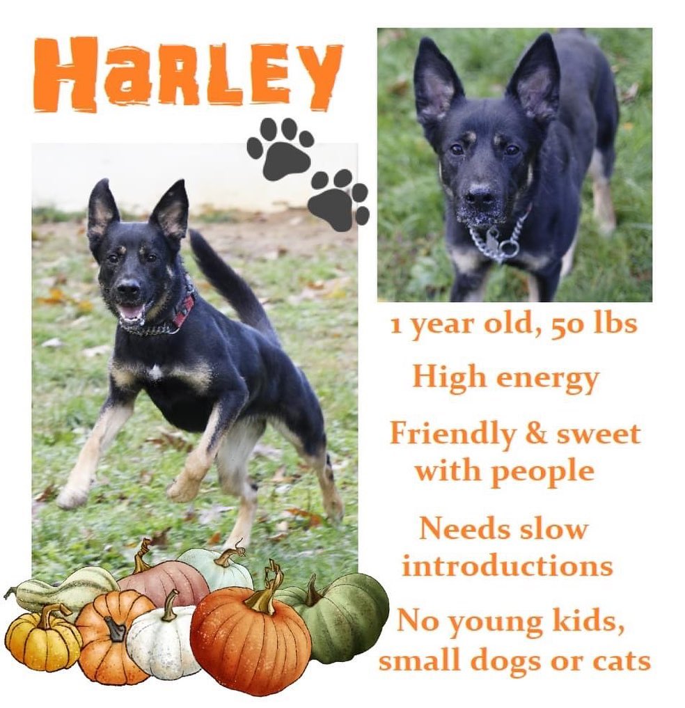 Your next best friend is waiting for you: Harley <a target='_blank' href='https://www.instagram.com/explore/tags/allshepherdrescueasr/'>#allshepherdrescueasr</a> <a target='_blank' href='https://www.instagram.com/explore/tags/asrawesome/'>#asrawesome</a> <a target='_blank' href='https://www.instagram.com/explore/tags/adopt/'>#adopt</a> <a target='_blank' href='https://www.instagram.com/explore/tags/adoptdontshop/'>#adoptdontshop</a> <a target='_blank' href='https://www.instagram.com/explore/tags/germanshepherd/'>#germanshepherd</a> <a target='_blank' href='https://www.instagram.com/explore/tags/germanshepherdsofinstagram/'>#germanshepherdsofinstagram</a> <a target='_blank' href='https://www.instagram.com/explore/tags/dogsofinstagram/'>#dogsofinstagram</a> <a target='_blank' href='https://www.instagram.com/explore/tags/puppiesofinstagram/'>#puppiesofinstagram</a>
<a target='_blank' href='https://www.instagram.com/explore/tags/rescuedogsofinstagram/'>#rescuedogsofinstagram</a> <a target='_blank' href='https://www.instagram.com/explore/tags/rescuedog/'>#rescuedog</a> <a target='_blank' href='https://www.instagram.com/explore/tags/rescue/'>#rescue</a> <a target='_blank' href='https://www.instagram.com/explore/tags/GetYourRescueOn/'>#GetYourRescueOn</a> <a target='_blank' href='https://www.instagram.com/explore/tags/gsd/'>#gsd</a> <a target='_blank' href='https://www.instagram.com/explore/tags/gsdofinstagram/'>#gsdofinstagram</a> <a target='_blank' href='https://www.instagram.com/explore/tags/gsdlove/'>#gsdlove</a> <a target='_blank' href='https://www.instagram.com/explore/tags/gsdpuppy/'>#gsdpuppy</a> <a target='_blank' href='https://www.instagram.com/explore/tags/gsdsofigworld/'>#gsdsofigworld</a>  <a target='_blank' href='https://www.instagram.com/explore/tags/gsdstagram/'>#gsdstagram</a> <a target='_blank' href='https://www.instagram.com/explore/tags/gsdofig/'>#gsdofig</a> <a target='_blank' href='https://www.instagram.com/explore/tags/dogstagram/'>#dogstagram</a> <a target='_blank' href='https://www.instagram.com/explore/tags/instagramdogs/'>#instagramdogs</a> <a target='_blank' href='https://www.instagram.com/explore/tags/dogs/'>#dogs</a> <a target='_blank' href='https://www.instagram.com/explore/tags/dog/'>#dog</a>
<a target='_blank' href='https://www.instagram.com/explore/tags/instadog/'>#instadog</a> <a target='_blank' href='https://www.instagram.com/explore/tags/doglover/'>#doglover</a>  <a target='_blank' href='https://www.instagram.com/explore/tags/dogoftheday/'>#dogoftheday</a>