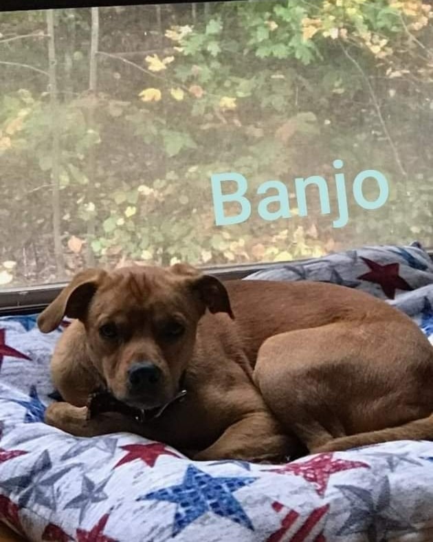 Update:  We posted Banjo last week and have not received a single application for him.  We KNOW there is the perfect home for him somewhere!  Please please help us make Banjo's dreams come true.

Meet Banjo!  Banjo is a 1 year old Beagle/Lab mix who came to us from a local shelter.  He is housebroken & crate trained.  Banjo has a LOT of energy so a fenced yard to run & play in is needed.  He is sweet boy who listens well and gets along with other dogs and children.  Banjo also has a reputation as a sock stealer 😜 You can apply to meet/adopt Banjo at https://www.piedmontanimalrescue.com/adopt.html