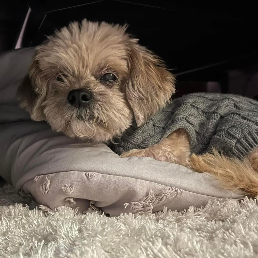 🐾💜 Adoptable Logan 💜🐾

*Located in Vienna, VA*

Adoptable Logan: This little guy is complex and adorable! He is cute and active when he isn’t asleep (which is 90% of the day). 💤 🥘 

Logan takes life on his own terms.  He eats twice a day,  will bathroom outside and can use pee pads inside.  Loves his snuggly beds. 🛏 Because he is mostly blind, he will bite if picked up when he doesn’t want to be or is unsure of who is handling him.  So, his forever home will need to have humans with good reflexes or something in your hand like a bone when you pick him up so he bites that, lesson learned. He likes other dogs, especially older ones, needs meds for his gall bladder and a sweater to stay warm this winter.  He does warm up and learn to trust, he likes knowing his human is nearby. 

Logan loves scratches, especially behind the ears and doesn’t require long walks, infact he prefers several short outings to potty versus a long walk. 💜🐾🤍

If Logan sounds like your guy, check out our application here:

🐾 https://docs.google.com/forms/d/10Ib7so70SauP77MtWR6rLTY2q_iH4iJmgPQ1xwz9ee0/viewform?edit_requested=true 🐾

Thank you frens! Can’t wait to meet you! ~Logan 🐾

<a target='_blank' href='https://www.instagram.com/explore/tags/MirisHavenLogan/'>#MirisHavenLogan</a>
<a target='_blank' href='https://www.instagram.com/explore/tags/AdoptMe/'>#AdoptMe</a>
<a target='_blank' href='https://www.instagram.com/explore/tags/FureverLove/'>#FureverLove</a>
<a target='_blank' href='https://www.instagram.com/explore/tags/ViennaVA/'>#ViennaVA</a>