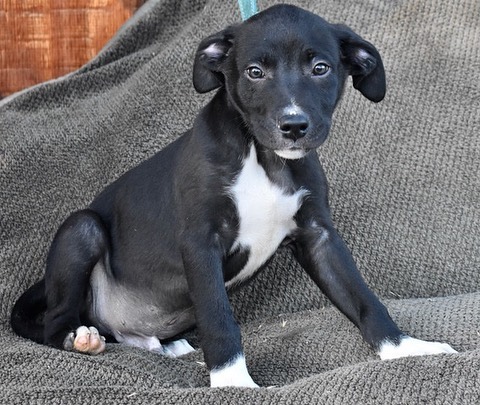 All of the pups you see here are hanging out at @petfoodexpress in Palo Alto today from 12-3pm for our biweekly M&G event! Come on down to give them some pets and maybe fall in love with your new fur-baby! <a target='_blank' href='https://www.instagram.com/explore/tags/adoptdontshop/'>#adoptdontshop</a> <a target='_blank' href='https://www.instagram.com/explore/tags/homesfortheholidays/'>#homesfortheholidays</a> <a target='_blank' href='https://www.instagram.com/explore/tags/rescuedogs/'>#rescuedogs</a> <a target='_blank' href='https://www.instagram.com/explore/tags/rescuedismyfavoritebreed/'>#rescuedismyfavoritebreed</a> <a target='_blank' href='https://www.instagram.com/explore/tags/puppylove/'>#puppylove</a> <a target='_blank' href='https://www.instagram.com/explore/tags/rescuemutts/'>#rescuemutts</a> <a target='_blank' href='https://www.instagram.com/explore/tags/adoptionislove/'>#adoptionislove</a> 🐾❤️