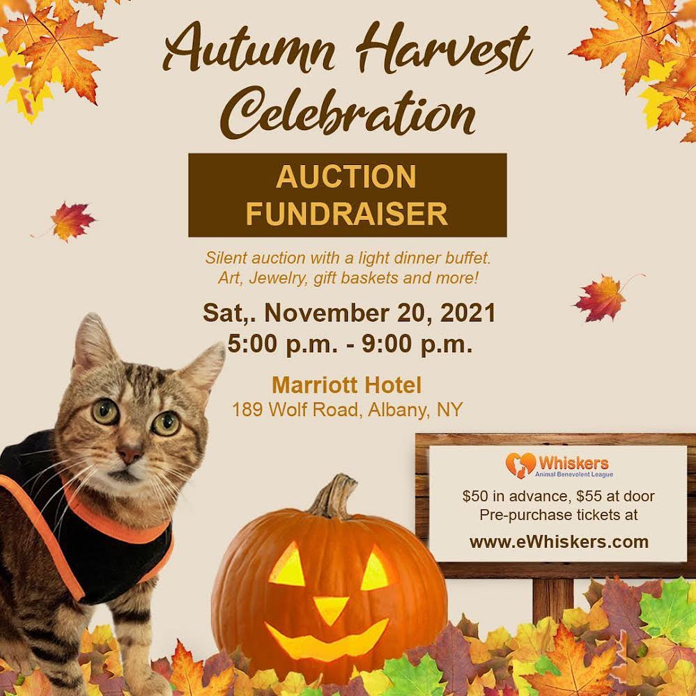 Please join us TONIGHT our Annual Auction to support Whiskers from 5-9 pm! 
🧡 Location: Marriott Hotel, 189 Wolf Rd, Albany NY 12205 😻
🧡 There will be a Silent Auction with a light vegetarian dinner buffet. 🥗
🧡 The theme this year is Autumn Harvest Celebration! 🍂
🧡 Great art, wonderful gift baskets and much much more. 🖼
🧡 Whiskers asks that everyone wears a mask unless seated at their table no matter what their vaccination status is. 😺
🧡 Tickets are $50 in advance and $55 at the door. 🐱
🧡 WE CAN ACCEPT CREDIT CARDS! 🤑

Can't wait to see you there! 😽