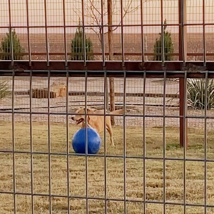 Chucky likes to talk smack to the giant ball 😂 You can read about this fun guy at the link in our bio. Message us if you’re interested in meeting him. <a target='_blank' href='https://www.instagram.com/explore/tags/lubbock/'>#lubbock</a> <a target='_blank' href='https://www.instagram.com/explore/tags/dogsoflubbock/'>#dogsoflubbock</a> <a target='_blank' href='https://www.instagram.com/explore/tags/redraiders/'>#redraiders</a> <a target='_blank' href='https://www.instagram.com/explore/tags/ttu/'>#ttu</a> <a target='_blank' href='https://www.instagram.com/explore/tags/texastech/'>#texastech</a> <a target='_blank' href='https://www.instagram.com/explore/tags/westtexasdogs/'>#westtexasdogs</a>