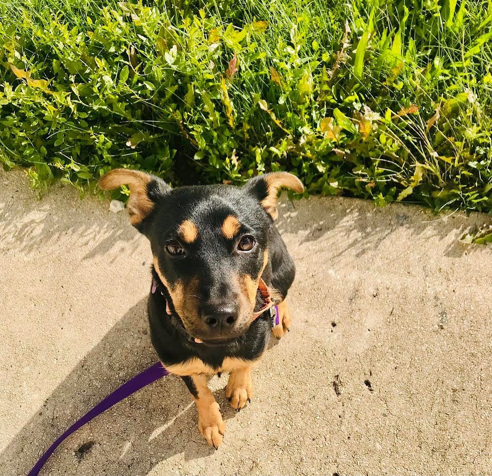 Cutest little gal, Penny, joins the Adoption Center crew tomorrow! Submit an application and stop in to meet this little munchkin. Also available on site are: Oven Mitts, Pax, Linus, Fitz, Slippery Pete, and Sue! 💕

👉 onetail.org/how-to-adopt