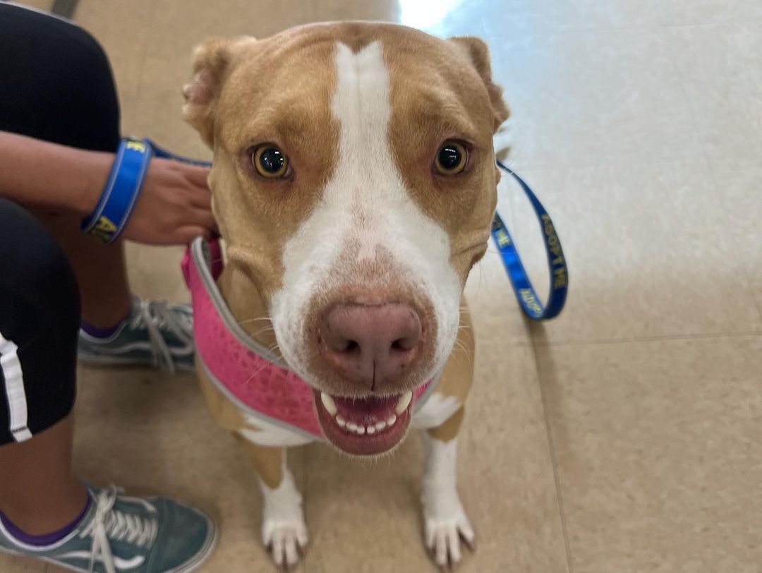 Hello and happy Saturday!! 😃🐾👋🏼

Today we are at PETCO until 3:00 pm with some of the most ADORABLE fur-kids who are waiting to find their furever homes!!

So that you are adoption ready and approved as an adopter, please click the link below to view our adoption procedures and requirements: ⬇️

https://www.imperialcountyhumane.org/adoption-requirements

We hope to see you all there! Please share! 🐾❤️
<a target='_blank' href='https://www.instagram.com/explore/tags/ItsAGreatDayToAdopt/'>#ItsAGreatDayToAdopt</a>