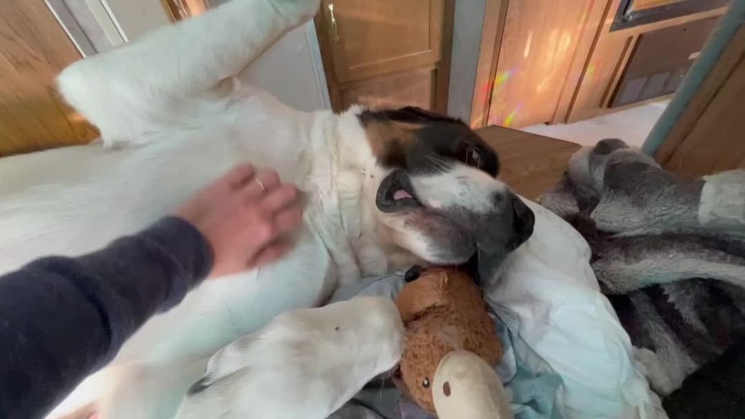 Don’t stop petting me, lady!!

Pepper usually communicates very clearly when he wants — or doesn’t want — to be touched. We still pause now and then to confirm that he’s enjoying the interaction.

What do you see in this video? How do we know that Pepper wants to be petted?