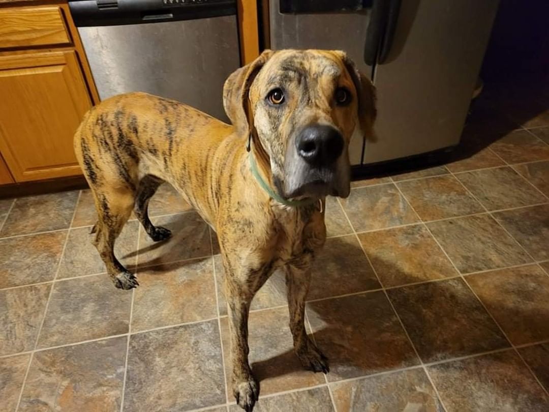 Wow!! What a beautiful brindle Dane. This wonderful boy is Mario, he is a 1.5 yr old male Great Dane who is smaller for his breed. (Approximately 100 pounds) Mario is such a great dog, he is good with dogs, cats, kids, everything! He is house trained and knows how to use a doggie door should you be lucky enough to have one. He is the best snuggler and enjoys sleeping in bed with his person but should you not have enough room in the bed he is also happy to sleep in his dog bed near his people. He is a calm boy and has done great around babies and todlers also. He is a little shy of strangers at first but warms up quickly. His adoption fee of $400 covers his neuter, stomach tacking,  microchipped with registration, vaccines, and monthly heartworm and flea preventions. If you feel you can provide a large breed with the perfect home and family please apply at gfrpets.org/apply.
