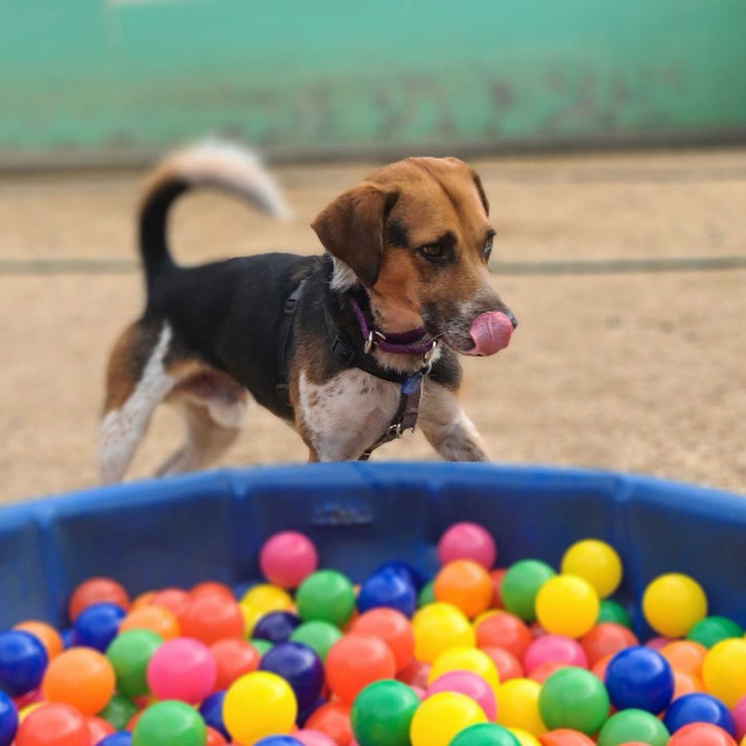 Theo is an almost five year old beagle mix. Theo may be small but he is full of personality! Theo is the perfect mix of play and hangout with his peeps. Theo has just started learning to make doggie friends and he thinks he likes it. Theo is still learning how to be the best boy he can be and will need a home where his people can work with him on that. Theo does have some on leash reactivity towards other dogs and minor resource guarding so he would do best in a home with teens and older. Theo has a prey drive and will chase cats, so a feline free home is needed. 

Theo is ready to bounce (he loves spikey bounce balls) with a waived adoption fee, crate, martingale, harness, leash, training treats and toys! Can't adopt? Theo would happily take a foster home while he waits on his furever home. Email us at adoptioncenter@homewardtrails.org

<a target='_blank' href='https://www.instagram.com/explore/tags/adoptdontshop/'>#adoptdontshop</a> <a target='_blank' href='https://www.instagram.com/explore/tags/homewardtrails/'>#homewardtrails</a> <a target='_blank' href='https://www.instagram.com/explore/tags/catsofinstagram/'>#catsofinstagram</a> <a target='_blank' href='https://www.instagram.com/explore/tags/dogsofinsta/'>#dogsofinsta</a> <a target='_blank' href='https://www.instagram.com/explore/tags/adoptionevent/'>#adoptionevent</a> <a target='_blank' href='https://www.instagram.com/explore/tags/cleartheshelters/'>#cleartheshelters</a> <a target='_blank' href='https://www.instagram.com/explore/tags/dogsofinstagram/'>#dogsofinstagram</a> <a target='_blank' href='https://www.instagram.com/explore/tags/animalrescue/'>#animalrescue</a> <a target='_blank' href='https://www.instagram.com/explore/tags/rescuedog/'>#rescuedog</a> <a target='_blank' href='https://www.instagram.com/explore/tags/dogsofinstagram/'>#dogsofinstagram</a> <a target='_blank' href='https://www.instagram.com/explore/tags/rescuedogsofinstagram/'>#rescuedogsofinstagram</a> <a target='_blank' href='https://www.instagram.com/explore/tags/dog/'>#dog</a> <a target='_blank' href='https://www.instagram.com/explore/tags/dogs/'>#dogs</a> <a target='_blank' href='https://www.instagram.com/explore/tags/dogstagram/'>#dogstagram</a> <a target='_blank' href='https://www.instagram.com/explore/tags/rescue/'>#rescue</a> <a target='_blank' href='https://www.instagram.com/explore/tags/instadog/'>#instadog</a> <a target='_blank' href='https://www.instagram.com/explore/tags/dogoftheday/'>#dogoftheday</a>  <a target='_blank' href='https://www.instagram.com/explore/tags/doglife/'>#doglife</a> <a target='_blank' href='https://www.instagram.com/explore/tags/doglover/'>#doglover</a> <a target='_blank' href='https://www.instagram.com/explore/tags/rescuedismyfavoritebreed/'>#rescuedismyfavoritebreed</a> <a target='_blank' href='https://www.instagram.com/explore/tags/doglovers/'>#doglovers</a> <a target='_blank' href='https://www.instagram.com/explore/tags/dogsofinsta/'>#dogsofinsta</a> <a target='_blank' href='https://www.instagram.com/explore/tags/doggo/'>#doggo</a> <a target='_blank' href='https://www.instagram.com/explore/tags/rescuedogs/'>#rescuedogs</a> <a target='_blank' href='https://www.instagram.com/explore/tags/muttsofinstagram/'>#muttsofinstagram</a> <a target='_blank' href='https://www.instagram.com/explore/tags/puppiesofinstagram/'>#puppiesofinstagram</a> <a target='_blank' href='https://www.instagram.com/explore/tags/ilovemydog/'>#ilovemydog</a> <a target='_blank' href='https://www.instagram.com/explore/tags/dogsofig/'>#dogsofig</a>