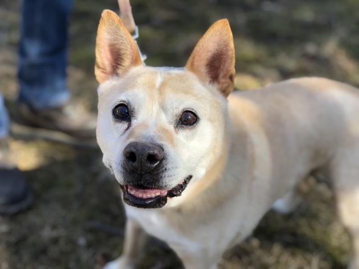 ***URGENT***

LOCAL HOSPICE FOSTER HOME NEEDED ASAP!!!

Our 14 year old 40lb senior boy Grimmel is in immediate need of a quiet, comfortable place to relax for the rest of his days. It was recently determined that Grimmel either suffered a stroke or has a neurological issue (brain tumor is <a target='_blank' href='https://www.instagram.com/explore/tags/1/'>#1</a> suspect) which is causing him some weakness and difficulty with his mobility. He is currently on daily medication for the neurological issue, as well as for hyperthyroidism.

We know there has to be someone out there willing to give Grimmel a safe and quiet space so that he can be in the comfort of a home setting for the time he has left! Grimmel is in need of an adult only home (with minimal stairs to climb). He does fine with other mellow dogs, and doesn't pay any mind to cats. We will provide all supplies, medication, and veterinary support - all we need is someone to supply all the love that our boy so very much deserves in his golden years!

If you are interested in fostering Grimmel, please go to our website and fill out a foster application.

<a target='_blank' href='https://www.instagram.com/explore/tags/fosterhomeneeded/'>#fosterhomeneeded</a> <a target='_blank' href='https://www.instagram.com/explore/tags/fosterfamily/'>#fosterfamily</a> <a target='_blank' href='https://www.instagram.com/explore/tags/adoptadoginc/'>#adoptadoginc</a> <a target='_blank' href='https://www.instagram.com/explore/tags/rescue/'>#rescue</a> <a target='_blank' href='https://www.instagram.com/explore/tags/rescuedog/'>#rescuedog</a> <a target='_blank' href='https://www.instagram.com/explore/tags/seniordog/'>#seniordog</a> <a target='_blank' href='https://www.instagram.com/explore/tags/openyourheart/'>#openyourheart</a> <a target='_blank' href='https://www.instagram.com/explore/tags/helpushelpthem/'>#helpushelpthem</a> <a target='_blank' href='https://www.instagram.com/explore/tags/westchestercounty/'>#westchestercounty</a> <a target='_blank' href='https://www.instagram.com/explore/tags/fairfieldcounty/'>#fairfieldcounty</a> <a target='_blank' href='https://www.instagram.com/explore/tags/urgent/'>#urgent</a>