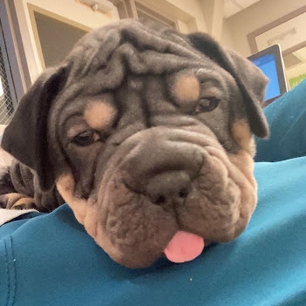 Look at this sweet wrinkly face! He's hanging out in foster until he's old enough to be adopted. What's that? How do YOU get in on puppy snuggles? We're so glad you asked!

Copy the link below, and select 