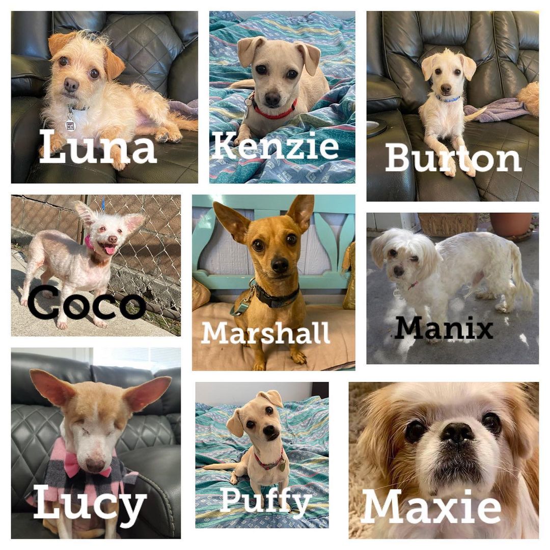 Adoption fair on Sat Nov 20th from 11 am to 3 pm.  6615 Fallbrook Ave. Canoga Park 91307.  These are just a few of the dogs that are available. For more information on the dogs go to our website and www.adoptmerescue.org