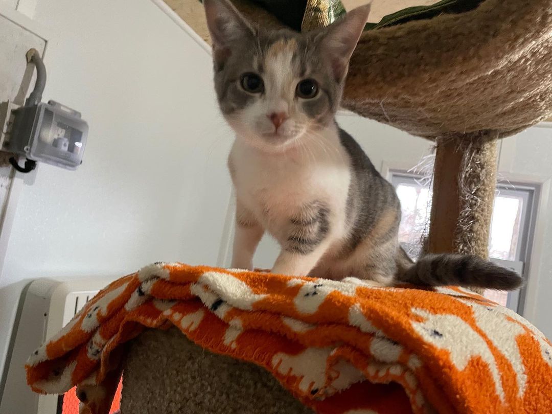 Fall’s new family just fell in love with her and adopted her over the weekend!! <a target='_blank' href='https://www.instagram.com/explore/tags/adoptdontshop/'>#adoptdontshop</a> <a target='_blank' href='https://www.instagram.com/explore/tags/cats/'>#cats</a> <a target='_blank' href='https://www.instagram.com/explore/tags/catsofinstagram/'>#catsofinstagram</a> <a target='_blank' href='https://www.instagram.com/explore/tags/catstagram/'>#catstagram</a> <a target='_blank' href='https://www.instagram.com/explore/tags/ashlandoh/'>#ashlandoh</a>