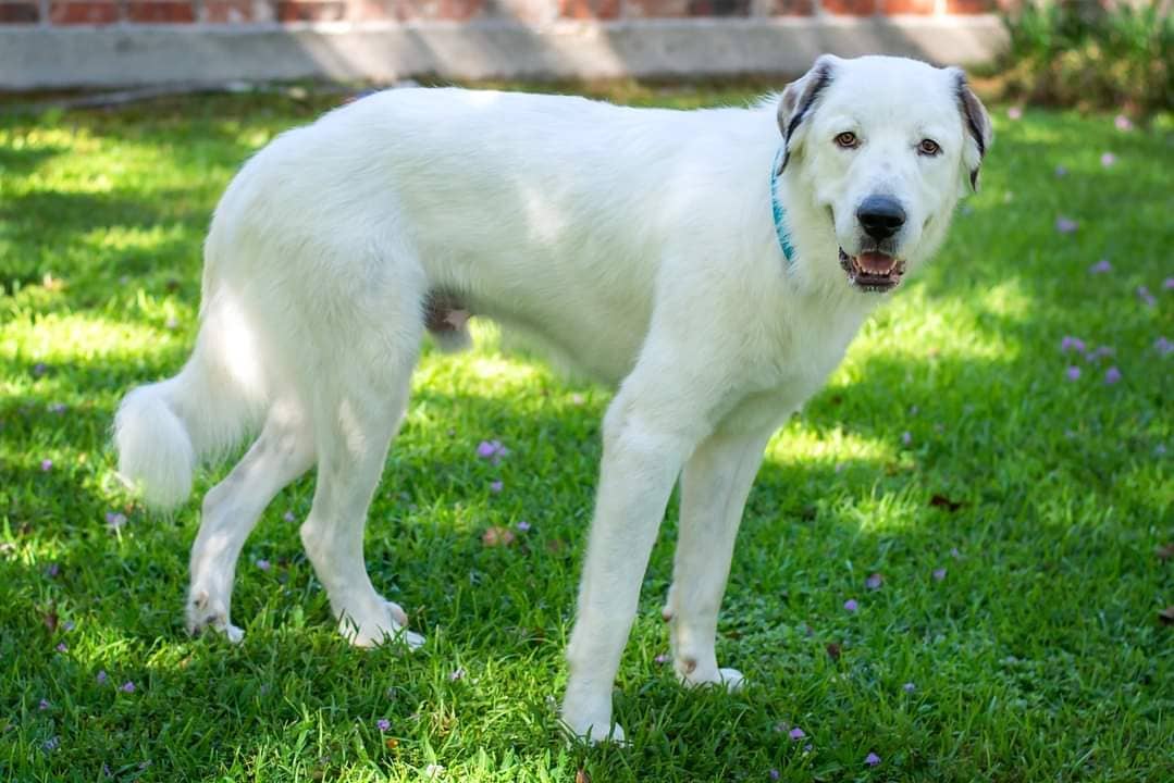 Ryder is a Great Pyrenees male, 2 yrs old. 90 lbs., neutered, microchipped, up-to-date on vaccines and heartworm NEGATIVE! He was a former guardian of the goats but he has quickly adapted to lounging on the couch in his foster home! Ryder will be adopted as an inside dog. A Pyr off-leash, outside of a fenced area, is called 