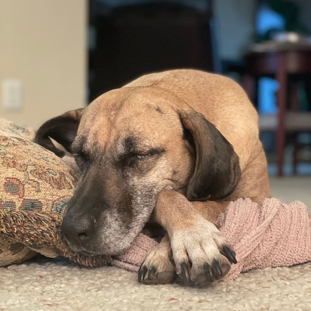 Winter has arrived in the PNW❄ We know that you all need a snuggle buddy for those cold winter days and we have the perfect one for you! Miss Colby🥰

Colby is an an older gal, about 8 years old, who enjoys snuggling with her hoomans and taking walks! When she goes to the park or on a hike with her foster brothers she starts to feel extra spunky! She loves to run free and roll in the grass! 

Colby is a very smart girl who loves to please for treats and also loves being a part of her pack. She is truth worthy with her recall, going on numerous hikes and walks in fenced in areas with her foster family!

Crate time is important for Colby when she needs a place to rest and decompress. She like to be in my crate when her hoomans have to be out or away at work. When her hoomans are home though, she want to be right by your side and snuggle with fluffy blankets! 

She takes some time to warm up to new dogs, but with proper introductions and space, she loves becoming one of the pack. Once she feels safe with new friends she loves to snuggle them and tries to keep up and play!

She would love someone who is eager to exercise her even though she's older, and work on further training when meeting new animals. She can sometimes be protective of her hoomans when she isn't getting all of the attention. She loves all hoomans though especially kids! All this girl wants is all the pets and cuddles!

Put in your app to meet this sweet girl for snuggles and love today!❤

***Colby is located in a foster home in the Spokane, WA area. Click on the link below to learn more about our adoption process, adoption fees, long distance adoptions and how to fill out an application!*** Link in bio!