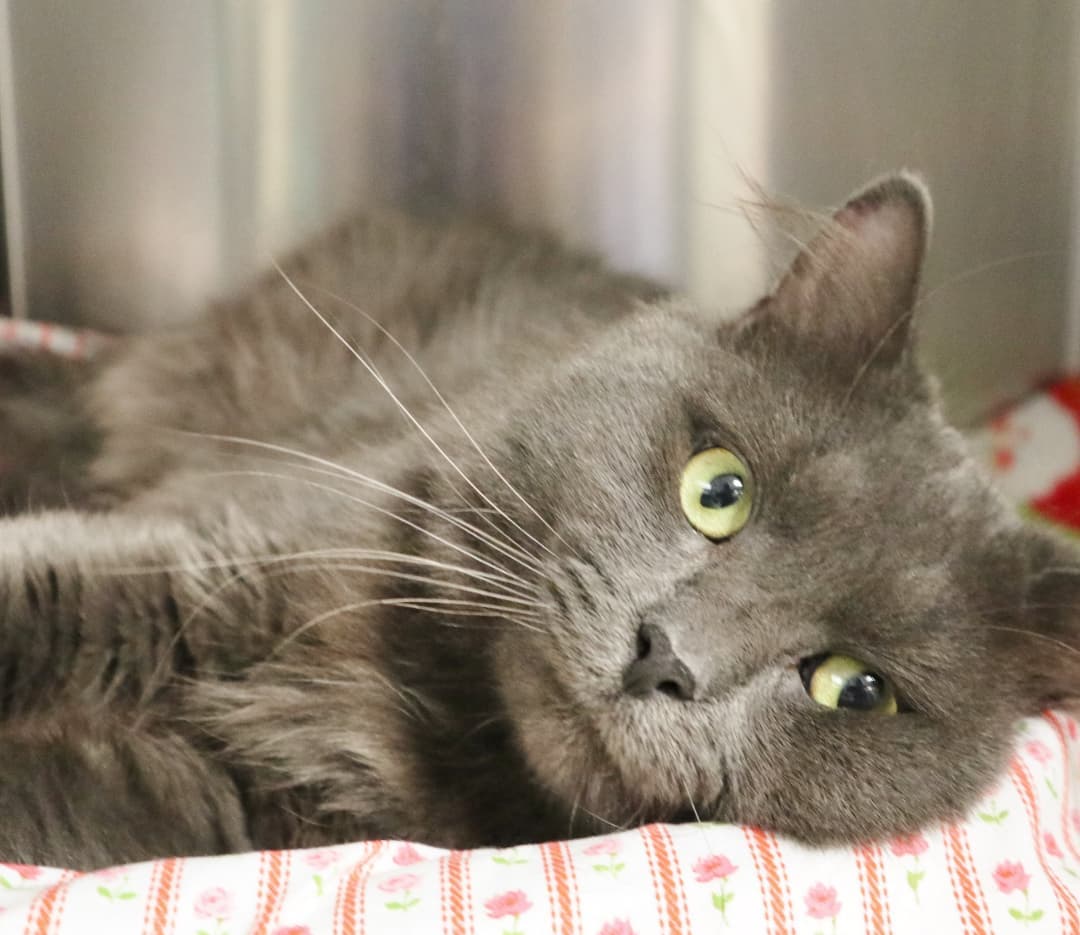 Ozbourne is a smushy, mushy guy of barely 2 years old that would love to start over in a loving home.  Ozbourne was turned in over the summer when his family could no longer care for him.  Ozbourne is initially a little shy, but if you're quiet and gentle with him, he quickly flops over on his side, gazes at you with his big, pretty eyes, and reaches out to get you to pet him.  He's very sweet, he just needs a minute to get to know you.  Ozbourne lived with other cats and he'd be fine with having a feline friend in his new home.  He'll be your best fluffy buddy if you'll give him the chance.  Call 609-693-1900 or email:  office@ahsppz.org for an application.  File<a target='_blank' href='https://www.instagram.com/explore/tags/53268/'>#53268</a>  7/29/21
<a target='_blank' href='https://www.instagram.com/explore/tags/catsofinstagram/'>#catsofinstagram</a> <a target='_blank' href='https://www.instagram.com/explore/tags/cats/'>#cats</a> <a target='_blank' href='https://www.instagram.com/explore/tags/prettykitty/'>#prettykitty</a> <a target='_blank' href='https://www.instagram.com/explore/tags/sweetcats/'>#sweetcats</a> <a target='_blank' href='https://www.instagram.com/explore/tags/rescuecats/'>#rescuecats</a> <a target='_blank' href='https://www.instagram.com/explore/tags/sheltercats/'>#sheltercats</a> <a target='_blank' href='https://www.instagram.com/explore/tags/fluffycat/'>#fluffycat</a> <a target='_blank' href='https://www.instagram.com/explore/tags/adopt/'>#adopt</a> <a target='_blank' href='https://www.instagram.com/explore/tags/adoptdontshop/'>#adoptdontshop</a>