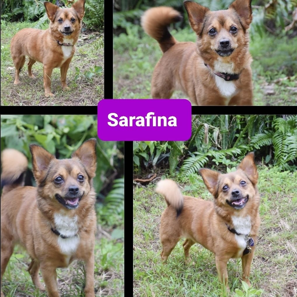 Adoptable pair, Lokelani Mama and Sarafina Daughter are Pomeranian Chihuahua mixes with loving personalities. They are 6 and 5 years old, 13 pounds and healthy. They had dental cleanings along with blood work,  exam, heartworm test, fecal test, ehrlichia & Lyme tests, microchip and spays. They are not good with cats or small children. They just don't like small children's fast moves. Please share and apply to adopt on our website at https://www.getalifepetrescue.com/galpr-info/adoptables.html