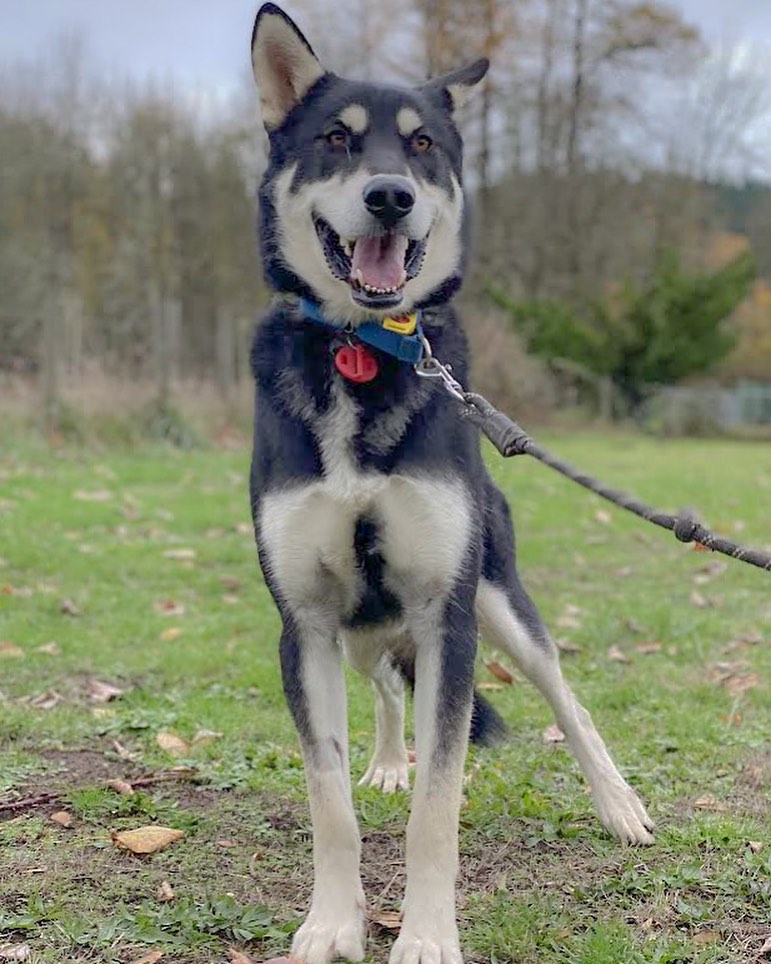 Maverick is an adorable black and white year old malamute mix that would love to find his furever home!  For a younger malamute, he is fairly mellow but also has an energetic side, enjoy playing and loves going on walks. Maverick is bonded to his sibling, Goose but it would be good for him to learn to live independently.

We would love for Maverick and Goose to be adopted individually to separate homes.

If you are interested in adopting Maverick, please visit our website via the link in our bio and complete an adoption form.

**WAMAL adopts to WA and OR residents**
•
•
•
<a target='_blank' href='https://www.instagram.com/explore/tags/pnwmalamuterescue/'>#pnwmalamuterescue</a> <a target='_blank' href='https://www.instagram.com/explore/tags/pnwdogs/'>#pnwdogs</a> <a target='_blank' href='https://www.instagram.com/explore/tags/seattledogs/'>#seattledogs</a> <a target='_blank' href='https://www.instagram.com/explore/tags/spokanedogs/'>#spokanedogs</a> <a target='_blank' href='https://www.instagram.com/explore/tags/portlanddogs/'>#portlanddogs</a> <a target='_blank' href='https://www.instagram.com/explore/tags/seattlemalamute/'>#seattlemalamute</a> <a target='_blank' href='https://www.instagram.com/explore/tags/malamuterescue/'>#malamuterescue</a> <a target='_blank' href='https://www.instagram.com/explore/tags/malamutelife/'>#malamutelife</a> <a target='_blank' href='https://www.instagram.com/explore/tags/malamutesofinstagram/'>#malamutesofinstagram</a>