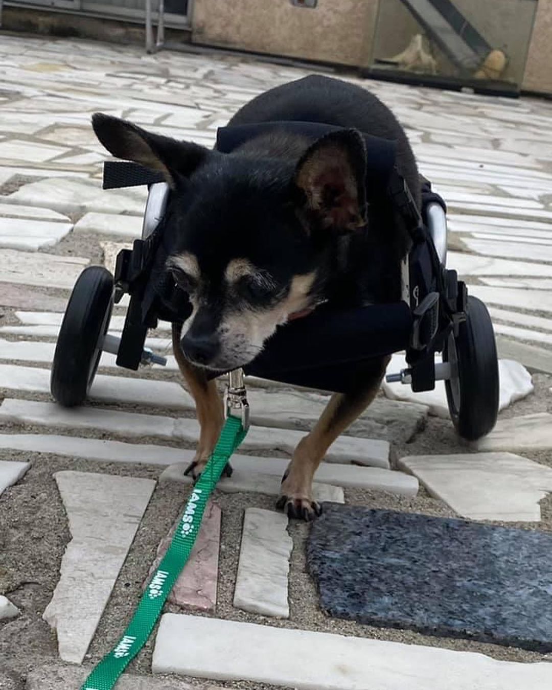 Wonderful news our little special needs chihuahua named Angela was adopted today.  Hopefully all goes well.  As we got to know her personality she was OK with other dogs but didn’t like to share the attention.  She will be living in a home with one other dog so hopefully it works out.  Thanks you to those that helped networked her.