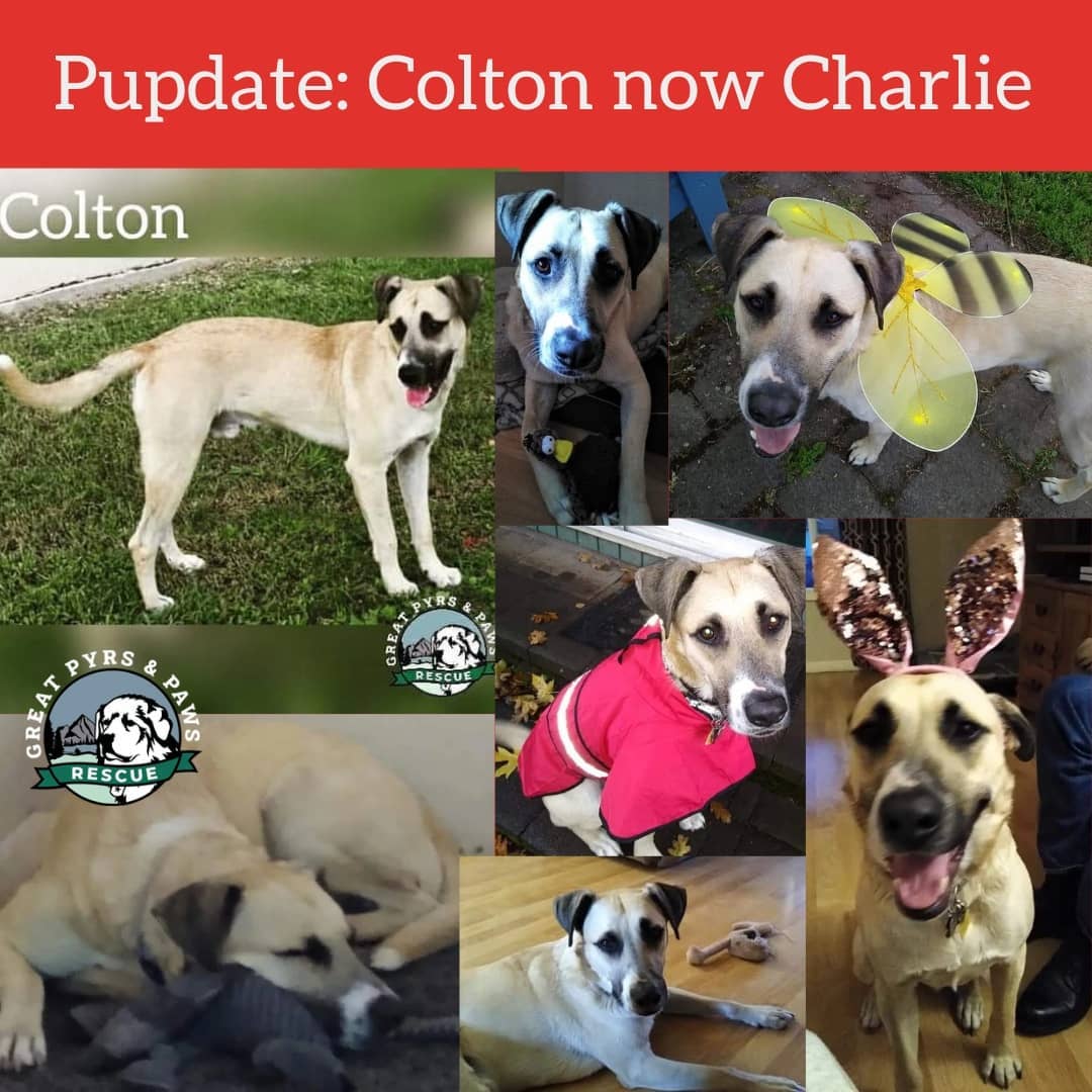 We made it to Friday🎉 and deserve some good news going into the weekend. We love❤ hearing from our adopters, and here is a Pupdate from the handsome Anatolian, Colton (who is now Charlie). 

