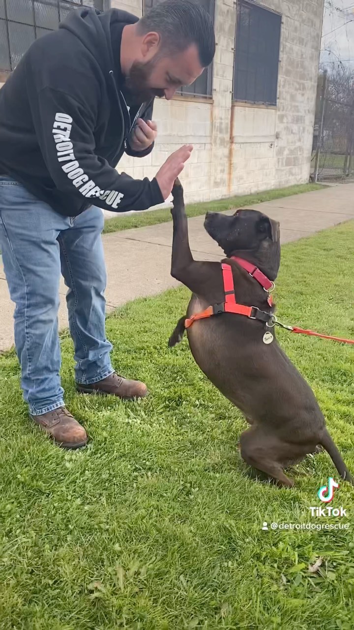 Come meet Jerry, and so many other amazing dogs, tomorrow at our “You’re the One” <a target='_blank' href='https://www.instagram.com/explore/tags/adoptionevent/'>#adoptionevent</a>! Jerry will make sure to give you a high five 🖐 

We’ll be at 15612 Harper Ave, Detroit, MI from 11am-2pm and we’re hoping to get all the dogs homes for the holidays! We’ve even waived adoption fees to approved adopters!

<a target='_blank' href='https://www.instagram.com/explore/tags/DetroitDogRescue/'>#DetroitDogRescue</a> <a target='_blank' href='https://www.instagram.com/explore/tags/RescueNotRetail/'>#RescueNotRetail</a> <a target='_blank' href='https://www.instagram.com/explore/tags/HomeForTheHolidays/'>#HomeForTheHolidays</a> <a target='_blank' href='https://www.instagram.com/explore/tags/Youretheone/'>#Youretheone</a> <a target='_blank' href='https://www.instagram.com/explore/tags/handshakesinthehamptons/'>#handshakesinthehamptons</a> <a target='_blank' href='https://www.instagram.com/explore/tags/highfive/'>#highfive</a> <a target='_blank' href='https://www.instagram.com/explore/tags/adopt/'>#adopt</a> <a target='_blank' href='https://www.instagram.com/explore/tags/rescue/'>#rescue</a> <a target='_blank' href='https://www.instagram.com/explore/tags/foster/'>#foster</a> <a target='_blank' href='https://www.instagram.com/explore/tags/detroitdog/'>#detroitdog</a> <a target='_blank' href='https://www.instagram.com/explore/tags/dogsofdetroit/'>#dogsofdetroit</a> <a target='_blank' href='https://www.instagram.com/explore/tags/detroitspecial/'>#detroitspecial</a> <a target='_blank' href='https://www.instagram.com/explore/tags/rescuedog/'>#rescuedog</a> <a target='_blank' href='https://www.instagram.com/explore/tags/thedodo/'>#thedodo</a> @thedodo <a target='_blank' href='https://www.instagram.com/explore/tags/buzzfeedpets/'>#buzzfeedpets</a> @buzzfeedpets
