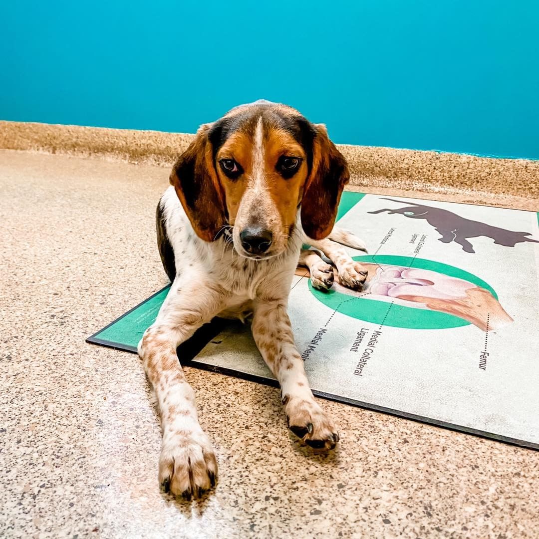 Meet Calvin!

Name: Calvin
Breed: Beagle mix
Sex: Male, neutered
Estimated Birthdate: 12/18/2020
Size: 23 pounds but not quite full grown.  We feel he will be small to medium
Good With Kids: Unknown but we feel he will be ok
Good With Cats: Unknown but probably not
Good With Other Dogs: Yes!  He loves his canine friends
Housetrained: In progress
Crate Trained: Yes
Recommended Environment: Calvin will go willingly into his crate but isn't always quiet when he is in there.  He would be better in a house than an apartment.  Calvin would do best with a canine companion; he loves playing with his buddy.  He is a Beagle and loves to follow his nose.  A fenced in yard would be ideal but isn't required.  Several walks throughout the day are a must!  Whoever is walking him should be prepared for plenty of sniff stops.  He is an active and intelligent dog and will require mental stimulation and physical exercise.
Additional Information: Calvin is a sweet dog and very snuggly.  He is fairly calm.  He is not quite as energetic as his sister Audrey but loves playing with her.  He loves meeting new people and dogs.  He is learning some of his commands but needs more time to master them.  He also needs to work on his leash manners.  Consistency and positive reinforcement will aid in his training.

Apply for Calvin here: https://www.adoptpetrescue.org/adoption-application/ 

<a target='_blank' href='https://www.instagram.com/explore/tags/rescuedog/'>#rescuedog</a> <a target='_blank' href='https://www.instagram.com/explore/tags/rescuedogsofinstagram/'>#rescuedogsofinstagram</a> <a target='_blank' href='https://www.instagram.com/explore/tags/beagle/'>#beagle</a> <a target='_blank' href='https://www.instagram.com/explore/tags/beaglehound/'>#beaglehound</a> <a target='_blank' href='https://www.instagram.com/explore/tags/adoptdontshop/'>#adoptdontshop</a> <a target='_blank' href='https://www.instagram.com/explore/tags/adoptpetrescue/'>#adoptpetrescue</a>