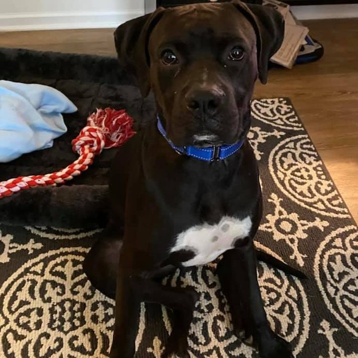 Adoption Update: Kingston 
