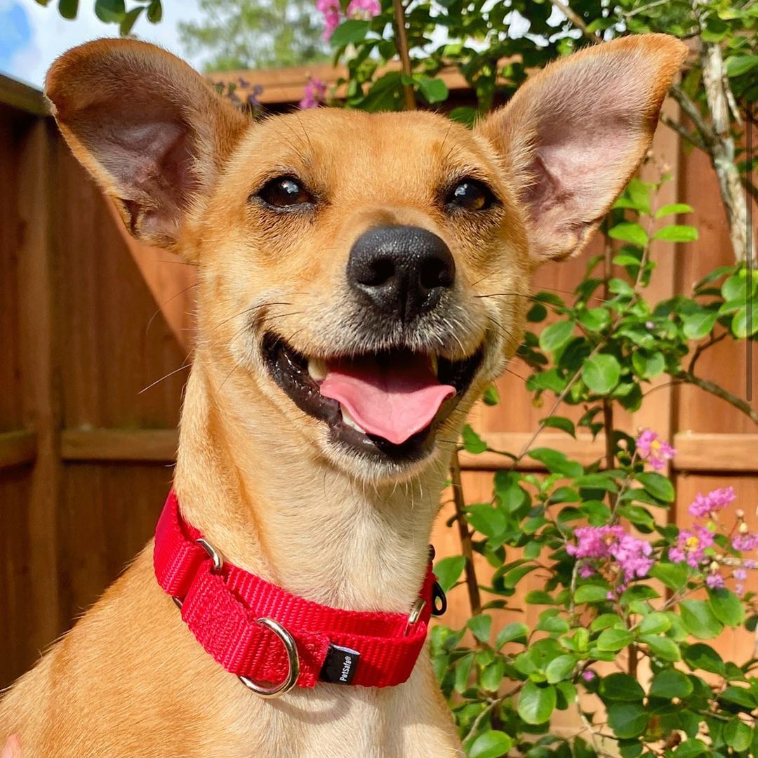 Harper is available! She is a sweet 18 lbs chihuahua mix ready for a home! She loves people, loves fun, and loves to be loved! Meet Harper today! Adoptions open from 11-3. <a target='_blank' href='https://www.instagram.com/explore/tags/abandonedanimalrescue/'>#abandonedanimalrescue</a> <a target='_blank' href='https://www.instagram.com/explore/tags/givingpawsahelpinghand/'>#givingpawsahelpinghand</a> <a target='_blank' href='https://www.instagram.com/explore/tags/dogsofaar/'>#dogsofaar</a> <a target='_blank' href='https://www.instagram.com/explore/tags/pupper/'>#pupper</a> <a target='_blank' href='https://www.instagram.com/explore/tags/doggo/'>#doggo</a> <a target='_blank' href='https://www.instagram.com/explore/tags/rescue/'>#rescue</a> <a target='_blank' href='https://www.instagram.com/explore/tags/rescuedogs/'>#rescuedogs</a> <a target='_blank' href='https://www.instagram.com/explore/tags/shelterdog/'>#shelterdog</a> <a target='_blank' href='https://www.instagram.com/explore/tags/happydog/'>#happydog</a> <a target='_blank' href='https://www.instagram.com/explore/tags/gooddoggo/'>#gooddoggo</a> <a target='_blank' href='https://www.instagram.com/explore/tags/lovedogs/'>#lovedogs</a> <a target='_blank' href='https://www.instagram.com/explore/tags/puppies/'>#puppies</a> <a target='_blank' href='https://www.instagram.com/explore/tags/adopt/'>#adopt</a> <a target='_blank' href='https://www.instagram.com/explore/tags/adoptdontshop/'>#adoptdontshop</a> <a target='_blank' href='https://www.instagram.com/explore/tags/adoptable/'>#adoptable</a> <a target='_blank' href='https://www.instagram.com/explore/tags/conroetx/'>#conroetx</a> <a target='_blank' href='https://www.instagram.com/explore/tags/springtx/'>#springtx</a> <a target='_blank' href='https://www.instagram.com/explore/tags/katytx/'>#katytx</a> <a target='_blank' href='https://www.instagram.com/explore/tags/cypresstx/'>#cypresstx</a> <a target='_blank' href='https://www.instagram.com/explore/tags/houston/'>#houston</a> <a target='_blank' href='https://www.instagram.com/explore/tags/magnoliachamberofcommerce/'>#magnoliachamberofcommerce</a> <a target='_blank' href='https://www.instagram.com/explore/tags/magnoliatx/'>#magnoliatx</a> <a target='_blank' href='https://www.instagram.com/explore/tags/thewoodlands/'>#thewoodlands</a> <a target='_blank' href='https://www.instagram.com/explore/tags/chihuahua/'>#chihuahua</a> <a target='_blank' href='https://www.instagram.com/explore/tags/chihuahuamix/'>#chihuahuamix</a> <a target='_blank' href='https://www.instagram.com/explore/tags/chihuahualife/'>#chihuahualife</a>