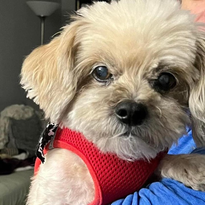 🐾💜 Adoptable Logan 💜🐾

*Located in Vienna, VA*

Adoptable Logan: This little guy is complex and adorable! He is cute and active when he isn’t asleep (which is 90% of the day). 💤 🥘 

Logan takes life on his own terms.  He eats twice a day,  will bathroom outside and can use pee pads inside.  Loves his snuggly beds. 🛏 Because he is mostly blind, he will bite if picked up when he doesn’t want to be or is unsure of who is handling him.  So, his forever home will need to have humans with good reflexes or something in your hand like a bone when you pick him up so he bites that, lesson learned. He likes other dogs, especially older ones, needs meds for his gall bladder and a sweater to stay warm this winter.  He does warm up and learn to trust, he likes knowing his human is nearby. 

Logan loves scratches, especially behind the ears and doesn’t require long walks, infact he prefers several short outings to potty versus a long walk. 💜🐾🤍

If Logan sounds like your guy, check out our application here:

🐾 https://docs.google.com/forms/d/10Ib7so70SauP77MtWR6rLTY2q_iH4iJmgPQ1xwz9ee0/viewform?edit_requested=true 🐾

Thank you frens! Can’t wait to meet you! ~Logan 🐾

<a target='_blank' href='https://www.instagram.com/explore/tags/MirisHavenLogan/'>#MirisHavenLogan</a>
<a target='_blank' href='https://www.instagram.com/explore/tags/AdoptMe/'>#AdoptMe</a>
<a target='_blank' href='https://www.instagram.com/explore/tags/FureverLove/'>#FureverLove</a>
<a target='_blank' href='https://www.instagram.com/explore/tags/ViennaVA/'>#ViennaVA</a>
