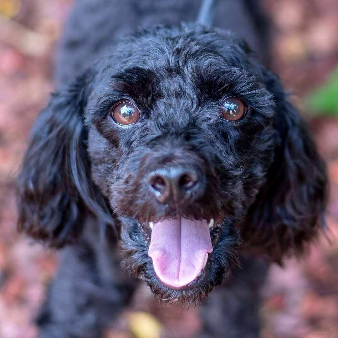 Meet Theo! Theo is a 2 yr old, 12 lb. male Poodle Mix, found abandoned and severely matted. The day we brought him home from the shelter, he began showing signs of caval syndrome and had to be rushed to the ER for surgery to remove some of the heartworms to relieve the pressure on his heart. He is doing much better but still needs to be treated for the heartworms by immiticide injections. He still has a few months of recovery but we are hopeful he will fully recover and live a long life filled with unconditonal love. Excellent vet history, a fenced yard and a live or virtual home visit required for approval. Fostered by Leslie. Fee: $250. Apply online: http://secondchancedogrescuela.org/.../adoption-application/. Please note that due to increased number of applications, inquiries, messages and calls, we are not able to respond to every notification. If your application is approved, you should hear from us within a week. Thank you for sharing this pet!  Photo credit:  Bridget Mayo and her very capable assistant, John

📷 @bridgethmayo 

<a target='_blank' href='https://www.instagram.com/explore/tags/scdrla/'>#scdrla</a> <a target='_blank' href='https://www.instagram.com/explore/tags/adoptdontshop/'>#adoptdontshop</a> <a target='_blank' href='https://www.instagram.com/explore/tags/stopeuthanasia/'>#stopeuthanasia</a> <a target='_blank' href='https://www.instagram.com/explore/tags/rescuedogsofinstagram/'>#rescuedogsofinstagram</a> <a target='_blank' href='https://www.instagram.com/explore/tags/rescuerocks/'>#rescuerocks</a> <a target='_blank' href='https://www.instagram.com/explore/tags/rescuerehabrehome/'>#rescuerehabrehome</a> <a target='_blank' href='https://www.instagram.com/explore/tags/spayandneuteryourpets/'>#spayandneuteryourpets</a> <a target='_blank' href='https://www.instagram.com/explore/tags/unconditionallove/'>#unconditionallove</a> <a target='_blank' href='https://www.instagram.com/explore/tags/puppylove/'>#puppylove</a> <a target='_blank' href='https://www.instagram.com/explore/tags/fosteringsaveslives/'>#fosteringsaveslives</a> <a target='_blank' href='https://www.instagram.com/explore/tags/dogsofinstagram/'>#dogsofinstagram</a> <a target='_blank' href='https://www.instagram.com/explore/tags/goteamsecondchancebr/'>#goteamsecondchancebr</a>