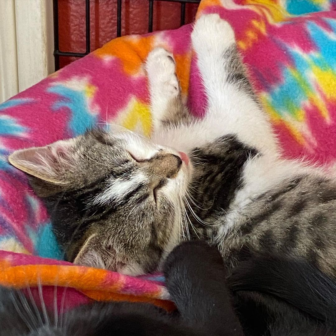 Skittles passed out so good in the sunshine he forgot to put his tongue away. <a target='_blank' href='https://www.instagram.com/explore/tags/catnap/'>#catnap</a> <a target='_blank' href='https://www.instagram.com/explore/tags/kitten/'>#kitten</a> <a target='_blank' href='https://www.instagram.com/explore/tags/cute/'>#cute</a>