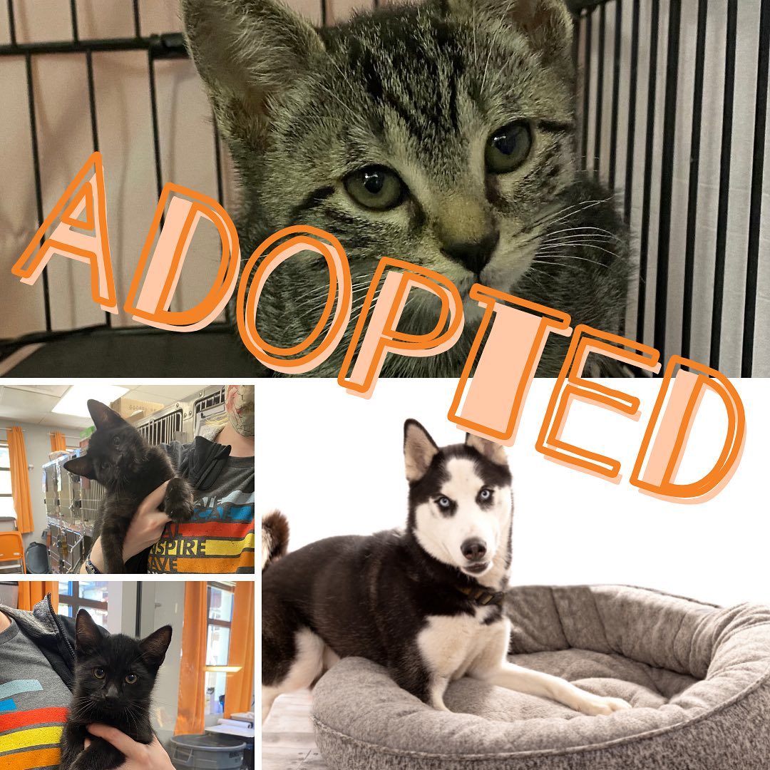 Let’s get the weekend started right by looking at the beautiful faces of some recently adopted pets! 🎉

<a target='_blank' href='https://www.instagram.com/explore/tags/BestFriendsLA/'>#BestFriendsLA</a> <a target='_blank' href='https://www.instagram.com/explore/tags/NKLA/'>#NKLA</a> <a target='_blank' href='https://www.instagram.com/explore/tags/adopt/'>#adopt</a> <a target='_blank' href='https://www.instagram.com/explore/tags/foster/'>#foster</a> <a target='_blank' href='https://www.instagram.com/explore/tags/rescue/'>#rescue</a>