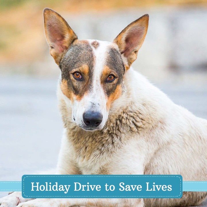 We need your help to make the holidays special for animals in need. Your gift today to the Holiday Drive to Save Lives helps cats and dogs in our community get shelter and care until they find their forever families. Donate now: www.green-hill.org.