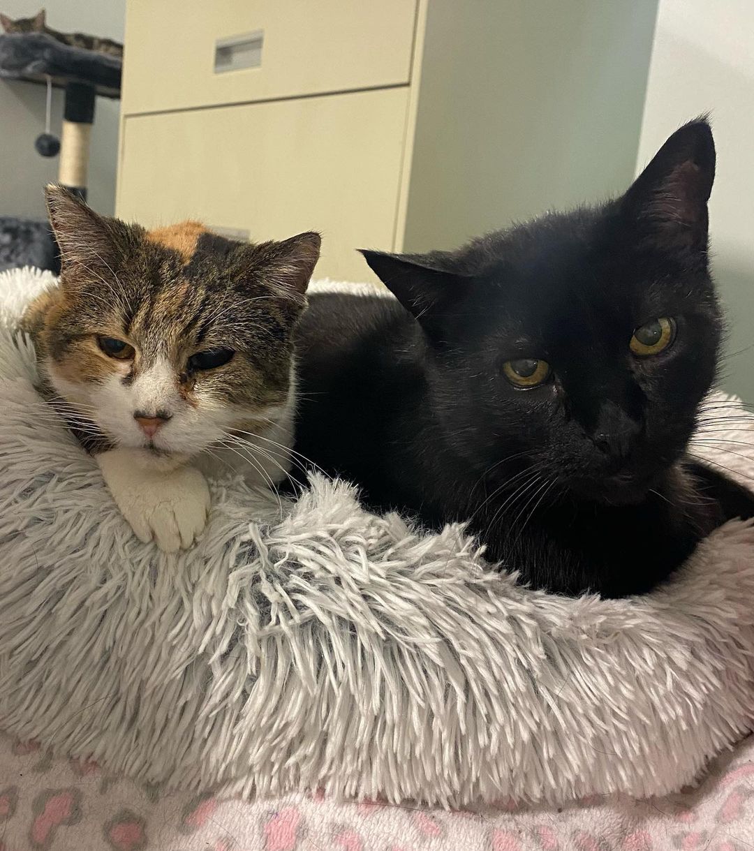 Cold fall nights are the purrfect weather for blossoming new friendships. 14-year-old kitties, Primrose (who battles renal disease and glaucoma) and Jacob (currently in remission from diabetes), have become bedtime buddies ❤️
