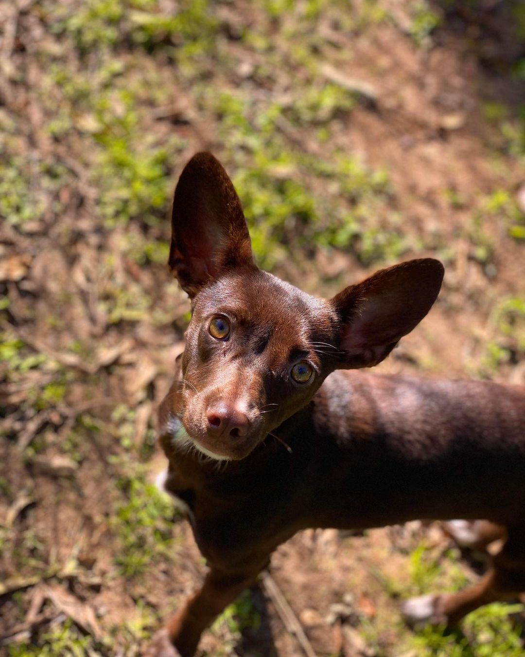 Say hello to Ember! She is a 7 month old Chihuahua mix looking for her furr-ever home! Send in an application today for Ember!