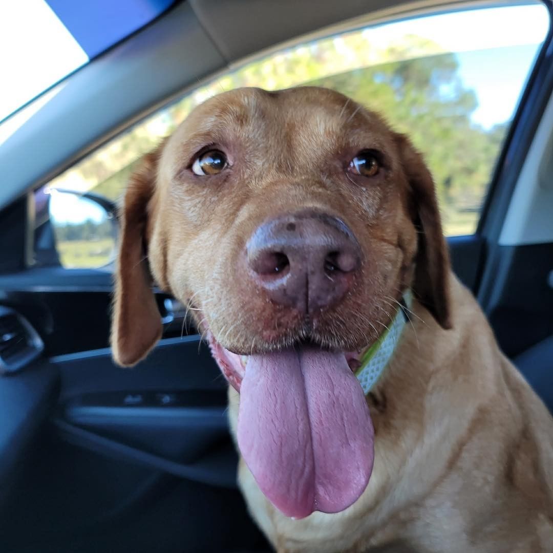 Oh Dixie! She was our pet of the week thanks to our friends at Wave 92.7– 

Dixie is a 7 yr old female red lab. She is the sweetest, clingy, Velcro girl! She has been used as a breeder dog so she is ready to be someone’s everything, center of attention. Dixie is on the larger size and just perfect in every way. She is good with all people, dogs, cats and kids.  If you would like to meet Dixie please complete an application.

The Farm Dog Rescue
Palm City, FL

https://thefarmdogrescue.com/farm/adopt-application/