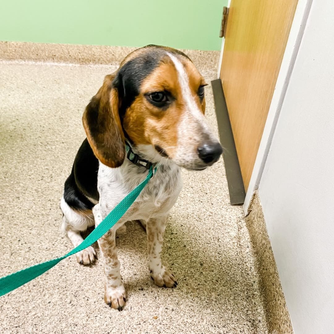 Meet Calvin!

Name: Calvin
Breed: Beagle mix
Sex: Male, neutered
Estimated Birthdate: 12/18/2020
Size: 23 pounds but not quite full grown.  We feel he will be small to medium
Good With Kids: Unknown but we feel he will be ok
Good With Cats: Unknown but probably not
Good With Other Dogs: Yes!  He loves his canine friends
Housetrained: In progress
Crate Trained: Yes
Recommended Environment: Calvin will go willingly into his crate but isn't always quiet when he is in there.  He would be better in a house than an apartment.  Calvin would do best with a canine companion; he loves playing with his buddy.  He is a Beagle and loves to follow his nose.  A fenced in yard would be ideal but isn't required.  Several walks throughout the day are a must!  Whoever is walking him should be prepared for plenty of sniff stops.  He is an active and intelligent dog and will require mental stimulation and physical exercise.
Additional Information: Calvin is a sweet dog and very snuggly.  He is fairly calm.  He is not quite as energetic as his sister Audrey but loves playing with her.  He loves meeting new people and dogs.  He is learning some of his commands but needs more time to master them.  He also needs to work on his leash manners.  Consistency and positive reinforcement will aid in his training.

Apply for Calvin here: https://www.adoptpetrescue.org/adoption-application/ 

<a target='_blank' href='https://www.instagram.com/explore/tags/rescuedog/'>#rescuedog</a> <a target='_blank' href='https://www.instagram.com/explore/tags/rescuedogsofinstagram/'>#rescuedogsofinstagram</a> <a target='_blank' href='https://www.instagram.com/explore/tags/beagle/'>#beagle</a> <a target='_blank' href='https://www.instagram.com/explore/tags/beaglehound/'>#beaglehound</a> <a target='_blank' href='https://www.instagram.com/explore/tags/adoptdontshop/'>#adoptdontshop</a> <a target='_blank' href='https://www.instagram.com/explore/tags/adoptpetrescue/'>#adoptpetrescue</a>