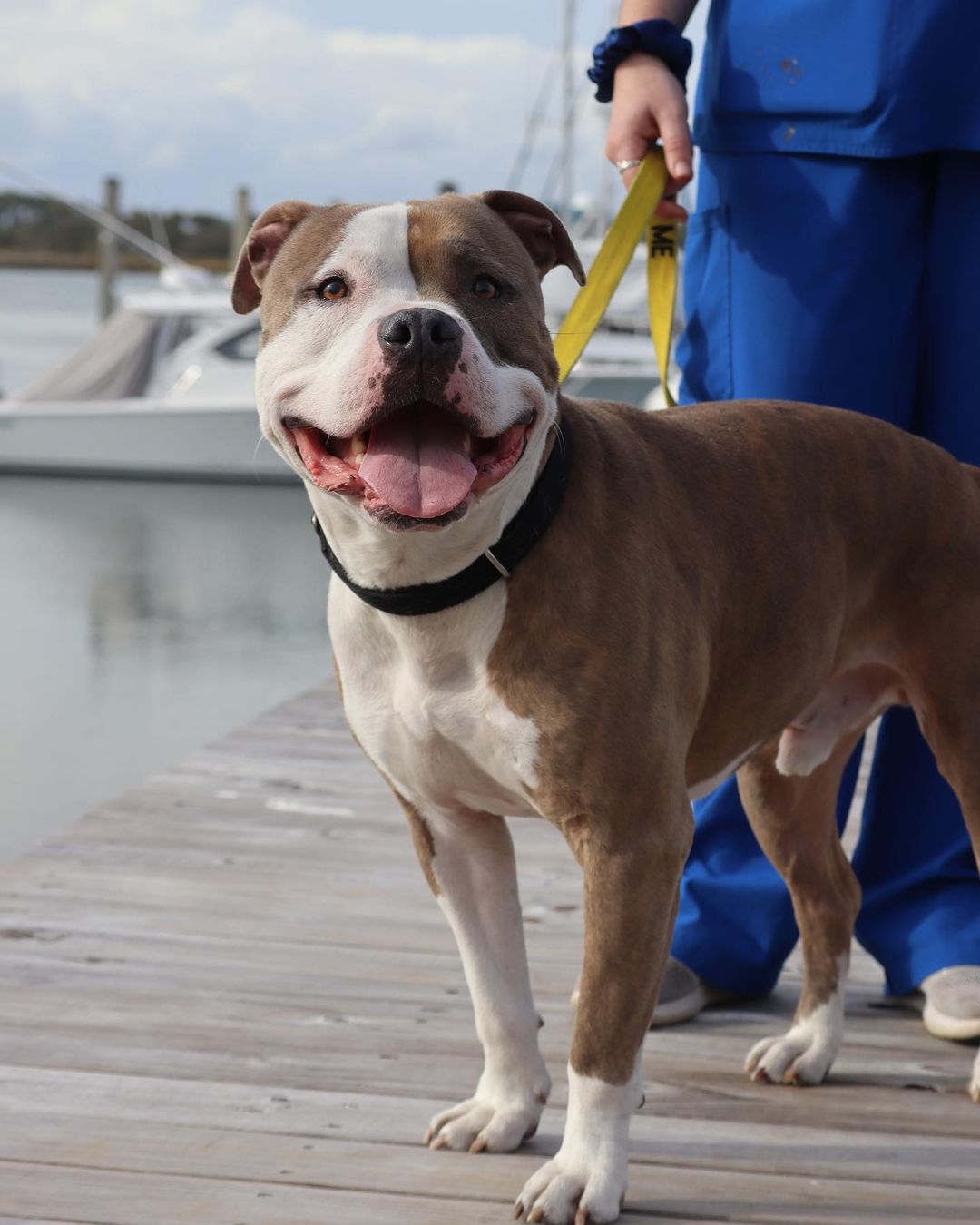 Moose definitely seems ready for the kissing booth at Flippers and Fur Fest Sunday, December 5 from 12:00 - 5:30 pm at the @regattainn 🛥☀️💙

This amazing event is benefits both Pet Helpers and the Folly Beach Sea Turtle Watch to make twice the impact 🐢🐶

The event kicks off with a yoga class from 12-1 from @sunandsol_yoga 🧘‍♀️🧘🧘‍♂️

Then from 1-4 pm check out the silent auction and vendors village filled with amazing local businesses and artisans benefiting our cause 🛍

From 2-4, be sure to throw your sack into their Cornhole Tournament 🌽🏟

After the winners are announced the party shifts into another gear with Live Music and more to enjoy! We’ll be there all day with adoptable pets and more. Be sure to enjoy the food and drinks being served throughout the event 🌯🍻

Follow the link in our bio to get your hands on tickets to make a difference in dogs like Moose’s lives 💙

.
.
.
.
.
.
<a target='_blank' href='https://www.instagram.com/explore/tags/turtlewatch/'>#turtlewatch</a> <a target='_blank' href='https://www.instagram.com/explore/tags/folly/'>#folly</a> <a target='_blank' href='https://www.instagram.com/explore/tags/follybeach/'>#follybeach</a> <a target='_blank' href='https://www.instagram.com/explore/tags/follybeachsc/'>#follybeachsc</a> <a target='_blank' href='https://www.instagram.com/explore/tags/sc/'>#sc</a> <a target='_blank' href='https://www.instagram.com/explore/tags/southcarolina/'>#southcarolina</a> <a target='_blank' href='https://www.instagram.com/explore/tags/dogsofinstagram/'>#dogsofinstagram</a> <a target='_blank' href='https://www.instagram.com/explore/tags/dogsofsouthcarolina/'>#dogsofsouthcarolina</a> <a target='_blank' href='https://www.instagram.com/explore/tags/lowcountryliving/'>#lowcountryliving</a> <a target='_blank' href='https://www.instagram.com/explore/tags/lowcountry/'>#lowcountry</a> <a target='_blank' href='https://www.instagram.com/explore/tags/charleston/'>#charleston</a> <a target='_blank' href='https://www.instagram.com/explore/tags/adopt/'>#adopt</a> <a target='_blank' href='https://www.instagram.com/explore/tags/adoptdontshop/'>#adoptdontshop</a> <a target='_blank' href='https://www.instagram.com/explore/tags/nokill/'>#nokill</a> <a target='_blank' href='https://www.instagram.com/explore/tags/shelterdog/'>#shelterdog</a> <a target='_blank' href='https://www.instagram.com/explore/tags/rescuedog/'>#rescuedog</a> <a target='_blank' href='https://www.instagram.com/explore/tags/pitbull/'>#pitbull</a> <a target='_blank' href='https://www.instagram.com/explore/tags/pitbullsofinstagram/'>#pitbullsofinstagram</a> <a target='_blank' href='https://www.instagram.com/explore/tags/pitsofinstagram/'>#pitsofinstagram</a> <a target='_blank' href='https://www.instagram.com/explore/tags/pittiesofinstagram/'>#pittiesofinstagram</a> <a target='_blank' href='https://www.instagram.com/explore/tags/pitties/'>#pitties</a> <a target='_blank' href='https://www.instagram.com/explore/tags/pit/'>#pit</a> <a target='_blank' href='https://www.instagram.com/explore/tags/rescuedogsofinstagram/'>#rescuedogsofinstagram</a> <a target='_blank' href='https://www.instagram.com/explore/tags/rescuesofinstagram/'>#rescuesofinstagram</a> <a target='_blank' href='https://www.instagram.com/explore/tags/rescue/'>#rescue</a> <a target='_blank' href='https://www.instagram.com/explore/tags/adoptable/'>#adoptable</a> <a target='_blank' href='https://www.instagram.com/explore/tags/rescuedismyfavoritebreed/'>#rescuedismyfavoritebreed</a>