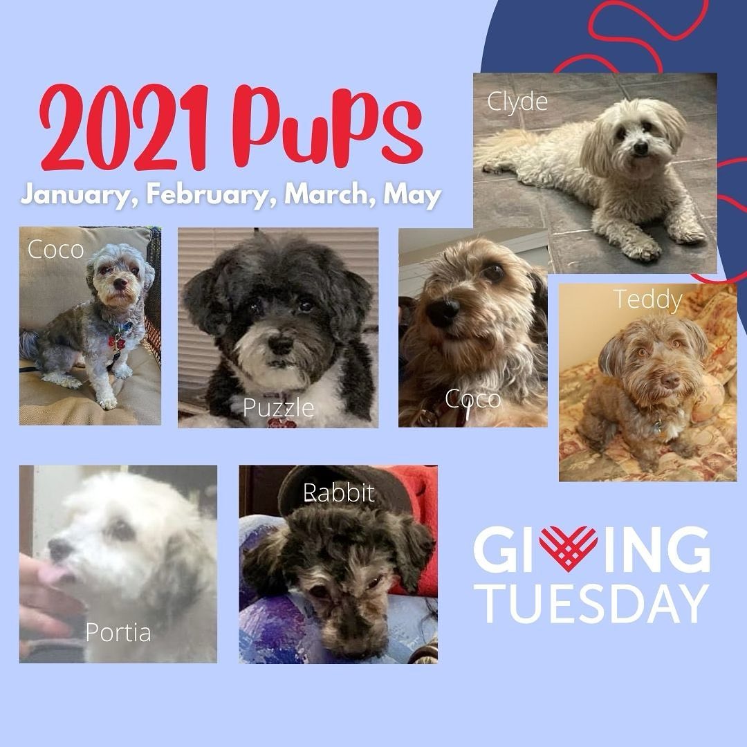 Flashback…
Here are some of the HRI pups from 2021. We did not place any pups in April 2021. Covid has greatly changed just about everything with HRI. The obvious was the reduction in dogs being surrendered during the peak of things to just about the opposite now. We are seeing an increase in the number of dogs asking for help for all different reasons. Once we had dogs coming in during Covid we needed to change the way we had been doing things. Home visits had to be modified as well as “in person” meetings. HRI volunteers stepped up to the plate and figured out ways we could continue to help dogs needing us during this stressful time but also make sure everyone was staying safe doing it. There will be more posts showing our cute 2021 pups.

https://havaneserescue.com/faqs/donating/make-a-donation

Link to donate on our profile page too!

<a target='_blank' href='https://www.instagram.com/explore/tags/givingtuesday2021/'>#givingtuesday2021</a>
<a target='_blank' href='https://www.instagram.com/explore/tags/hrigivingtuesday/'>#hrigivingtuesday</a>
<a target='_blank' href='https://www.instagram.com/explore/tags/havanese/'>#havanese</a>
<a target='_blank' href='https://www.instagram.com/explore/tags/dogrescue/'>#dogrescue</a>
<a target='_blank' href='https://www.instagram.com/explore/tags/dogfoster/'>#dogfoster</a>