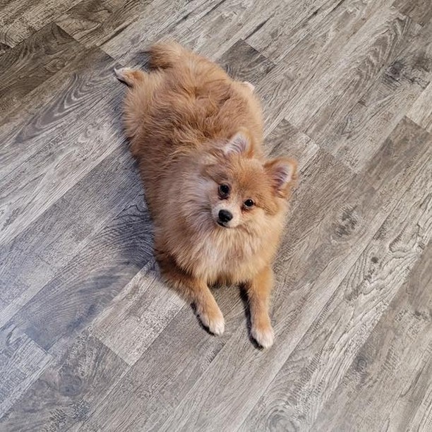 Here is Easton! He is a 5 month old male Pomeranian and all of 7 lbs. Easton is darling. He is good with other dogs and still all puppy so needs some basic training. He’s way too cute for sure. We require a local adoption and to complete an application if you are interested.

The Farm Dog Rescue
Palm City FL

No calls please we will update when adopted

Application-

https://thefarmdogrescue.com/farm/adopt-application/