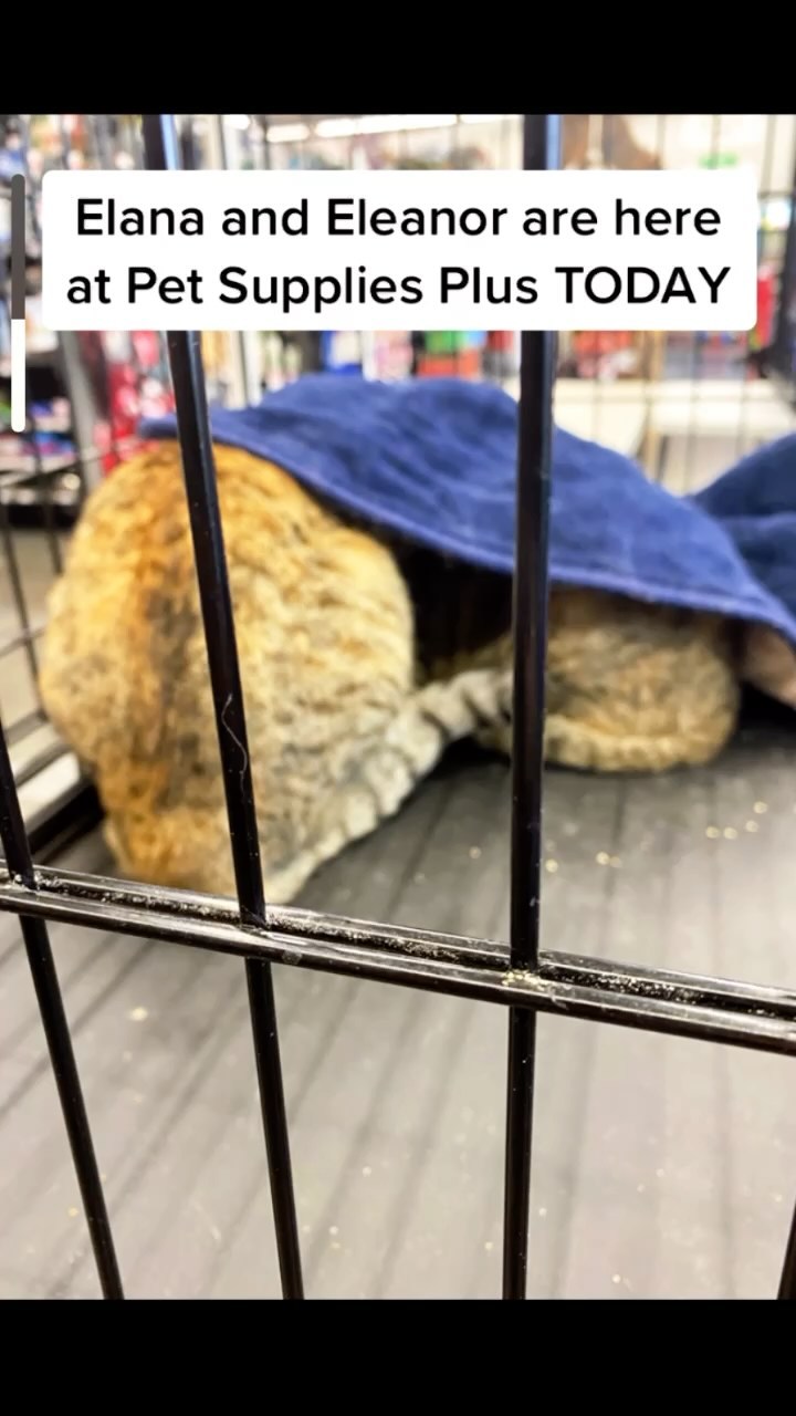 Please come meet Elana and Eleanor ❤️ TODAY IS THE DAY! We have an adoption event at Pet Supplies Plus in Huntington Beach (5912 Edinger Ave) from 11 AM - 4 PM today! Check out just a few of the adoptable kitties you can come meet.

If you are in the area, and are looking to open your heart and home, please come by and see us and meet all these precious babes looking for their furever homes ❤️ even if you aren’t able to adopt at the moment please share this post or consider fostering! We appreciate you all 💕

<a target='_blank' href='https://www.instagram.com/explore/tags/catlife/'>#catlife</a> <a target='_blank' href='https://www.instagram.com/explore/tags/catprobs/'>#catprobs</a> <a target='_blank' href='https://www.instagram.com/explore/tags/rescuecat/'>#rescuecat</a> <a target='_blank' href='https://www.instagram.com/explore/tags/rescuecatsrule/'>#rescuecatsrule</a> <a target='_blank' href='https://www.instagram.com/explore/tags/rescuecatsrock/'>#rescuecatsrock</a> <a target='_blank' href='https://www.instagram.com/explore/tags/chat/'>#chat</a> <a target='_blank' href='https://www.instagram.com/explore/tags/katze/'>#katze</a> <a target='_blank' href='https://www.instagram.com/explore/tags/neko/'>#neko</a> <a target='_blank' href='https://www.instagram.com/explore/tags/rescuedandloved/'>#rescuedandloved</a> <a target='_blank' href='https://www.instagram.com/explore/tags/adoptdontshop/'>#adoptdontshop</a> <a target='_blank' href='https://www.instagram.com/explore/tags/catstagram/'>#catstagram</a> <a target='_blank' href='https://www.instagram.com/explore/tags/catsofinstagram/'>#catsofinstagram</a> <a target='_blank' href='https://www.instagram.com/explore/tags/instacat/'>#instacat</a> <a target='_blank' href='https://www.instagram.com/explore/tags/coolcats/'>#coolcats</a> <a target='_blank' href='https://www.instagram.com/explore/tags/tonksfelinefoster/'>#tonksfelinefoster</a> <a target='_blank' href='https://www.instagram.com/explore/tags/gardengrove/'>#gardengrove</a> <a target='_blank' href='https://www.instagram.com/explore/tags/orangecounty/'>#orangecounty</a> <a target='_blank' href='https://www.instagram.com/explore/tags/lacounty/'>#lacounty</a> <a target='_blank' href='https://www.instagram.com/explore/tags/rescueanimals/'>#rescueanimals</a>