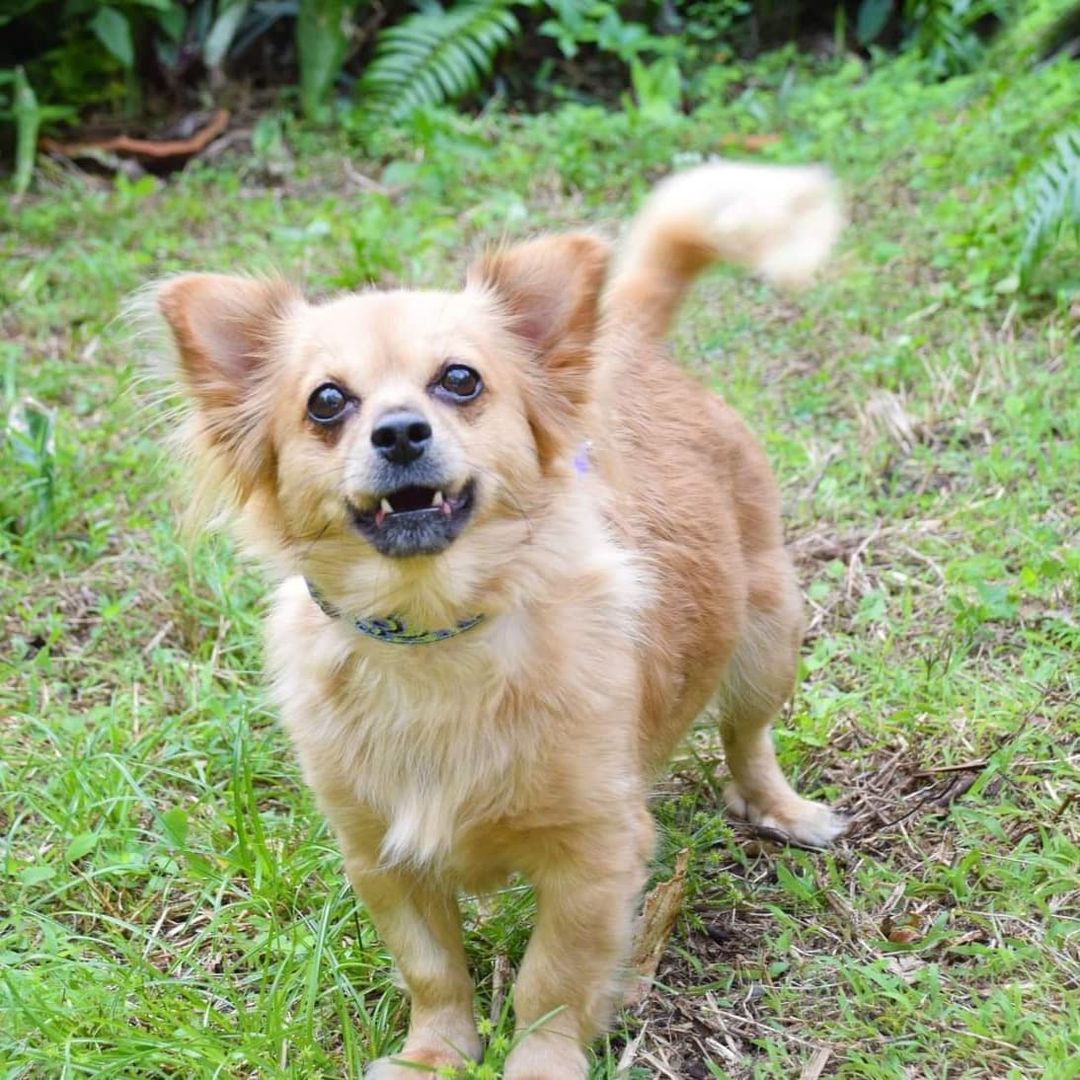 Adoptable pair, Lokelani Mama and Sarafina Daughter are Pomeranian Chihuahua mixes with loving personalities. They are 6 and 5 years old, 13 pounds and healthy. They had dental cleanings along with blood work,  exam, heartworm test, fecal test, ehrlichia & Lyme tests, microchip and spays. They are not good with cats or small children. They just don't like small children's fast moves. Please share and apply to adopt on our website at https://www.getalifepetrescue.com/galpr-info/adoptables.html