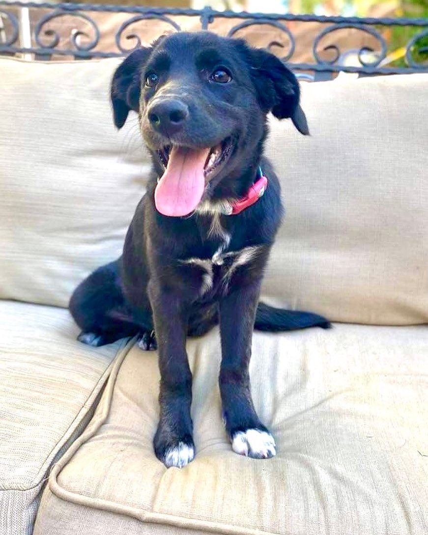 Welcome to rescue Maddie 😍

This young 4 month old lab/collie mix ?? has just joined the VPRP family. She is as sweet as they come and her foster fam has already mentioned how all have already fallen in love after 1 day. She will be spayed Wednesday and ready to be adopted approximately 2 weeks after the spay. ♥️