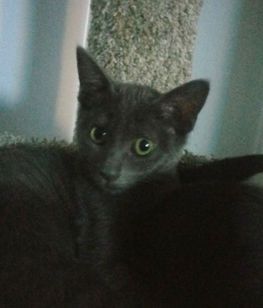 Meet Aja! 
This sweet girl has come a long way! From hiding under rhe couch to wrestling and racing around the living room. She still needs some time getting used to new things and people,  but has become more trusting everyday.  She is cat friendly and used to a house with lots of dogs.  Her daily routine is to watch her foster  family come and go and the dogs play...from a distance of course.
She is now ready for a home! UTD on vaccinations, combo tested negative, and will be fixed in the near future. 
DM for an adoption questionnaire!
.
.
.
.
.
.
.
.
.
<a target='_blank' href='https://www.instagram.com/explore/tags/russianblue/'>#russianblue</a><a target='_blank' href='https://www.instagram.com/explore/tags/greykitten/'>#greykitten</a><a target='_blank' href='https://www.instagram.com/explore/tags/russianblues/'>#russianblues</a><a target='_blank' href='https://www.instagram.com/explore/tags/dogfriendly/'>#dogfriendly</a><a target='_blank' href='https://www.instagram.com/explore/tags/catlife/'>#catlife</a><a target='_blank' href='https://www.instagram.com/explore/tags/sheltercat/'>#sheltercat</a><a target='_blank' href='https://www.instagram.com/explore/tags/catsarecool/'>#catsarecool</a><a target='_blank' href='https://www.instagram.com/explore/tags/caturday/'>#caturday</a><a target='_blank' href='https://www.instagram.com/explore/tags/catday/'>#catday</a><a target='_blank' href='https://www.instagram.com/explore/tags/catdayeveryday/'>#catdayeveryday</a><a target='_blank' href='https://www.instagram.com/explore/tags/adoptme/'>#adoptme</a><a target='_blank' href='https://www.instagram.com/explore/tags/huntingtonbeach/'>#huntingtonbeach</a><a target='_blank' href='https://www.instagram.com/explore/tags/catfostermomchronicles/'>#catfostermomchronicles</a><a target='_blank' href='https://www.instagram.com/explore/tags/adoptdontshop/'>#adoptdontshop</a><a target='_blank' href='https://www.instagram.com/explore/tags/huntingtonbeachca/'>#huntingtonbeachca</a><a target='_blank' href='https://www.instagram.com/explore/tags/kittenstagram/'>#kittenstagram</a>